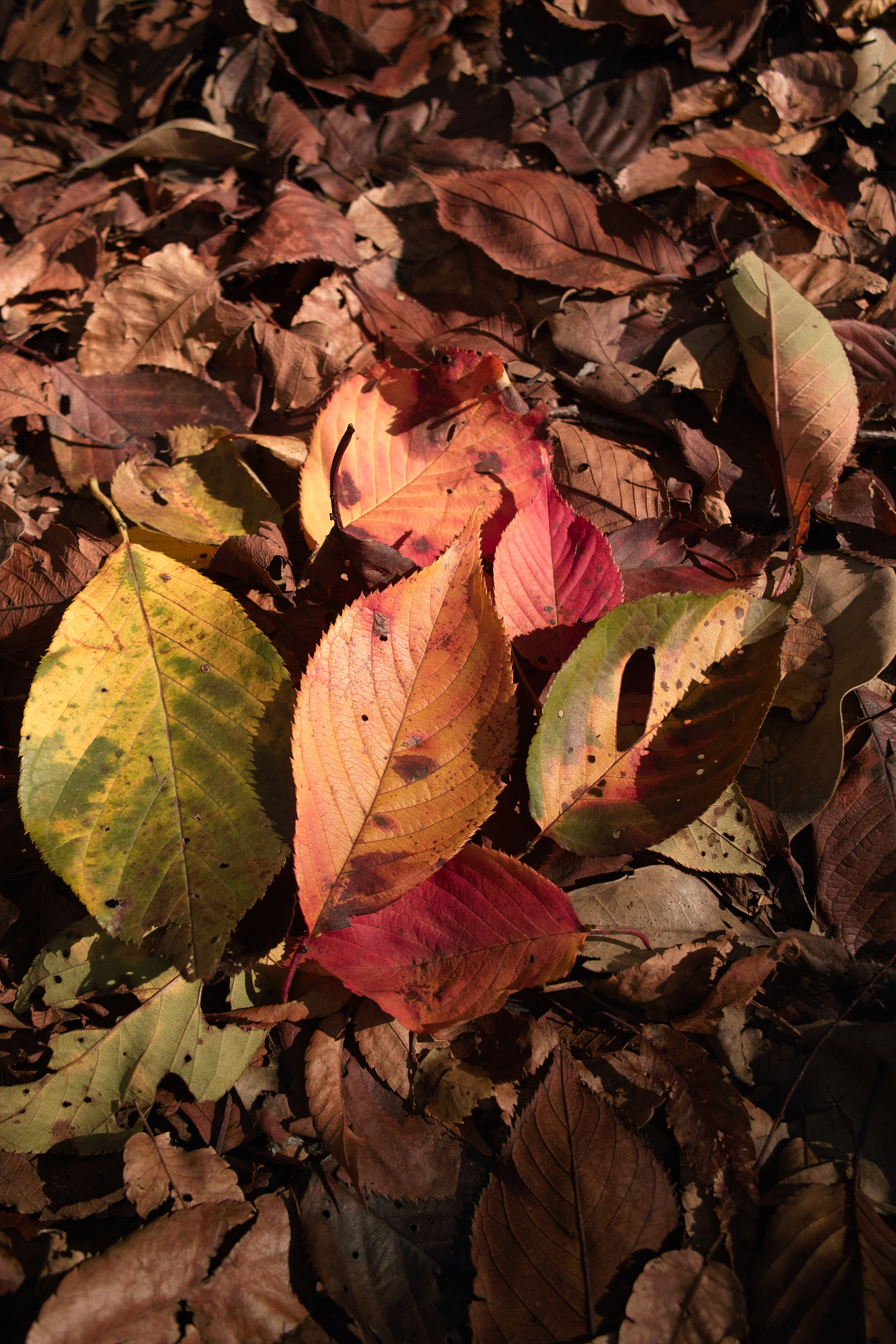 <b>DP1 / 約1.6MB / 1,760×2,640 / 1/80秒 / F5 / -0.3EV / ISO100 / 16.6mm</b>