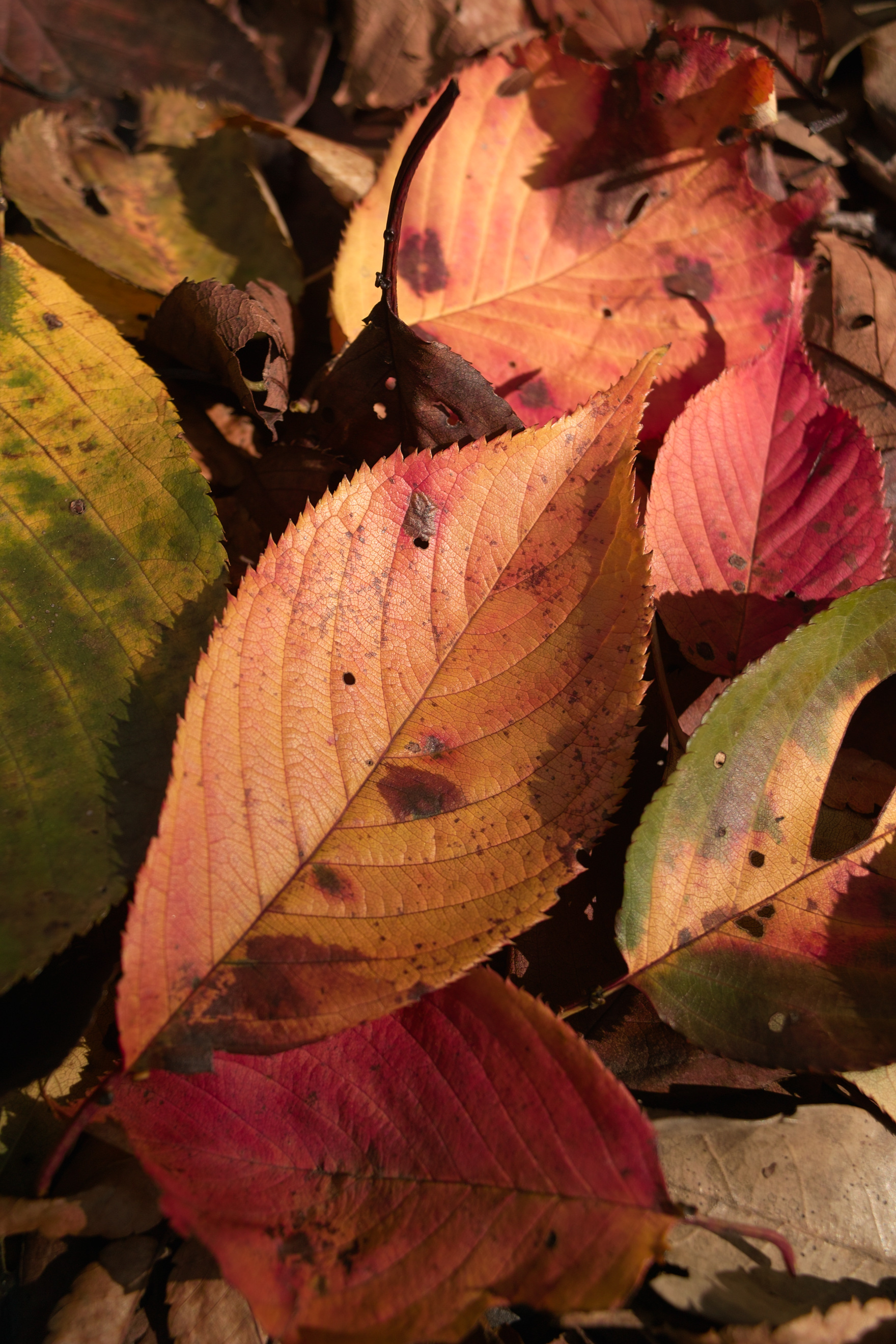 <b>DP1 / 約1.3MB / 1,760×2,640 / 1/50秒 / F5 / -0.3EV / ISO100 / 16.6mm</b>