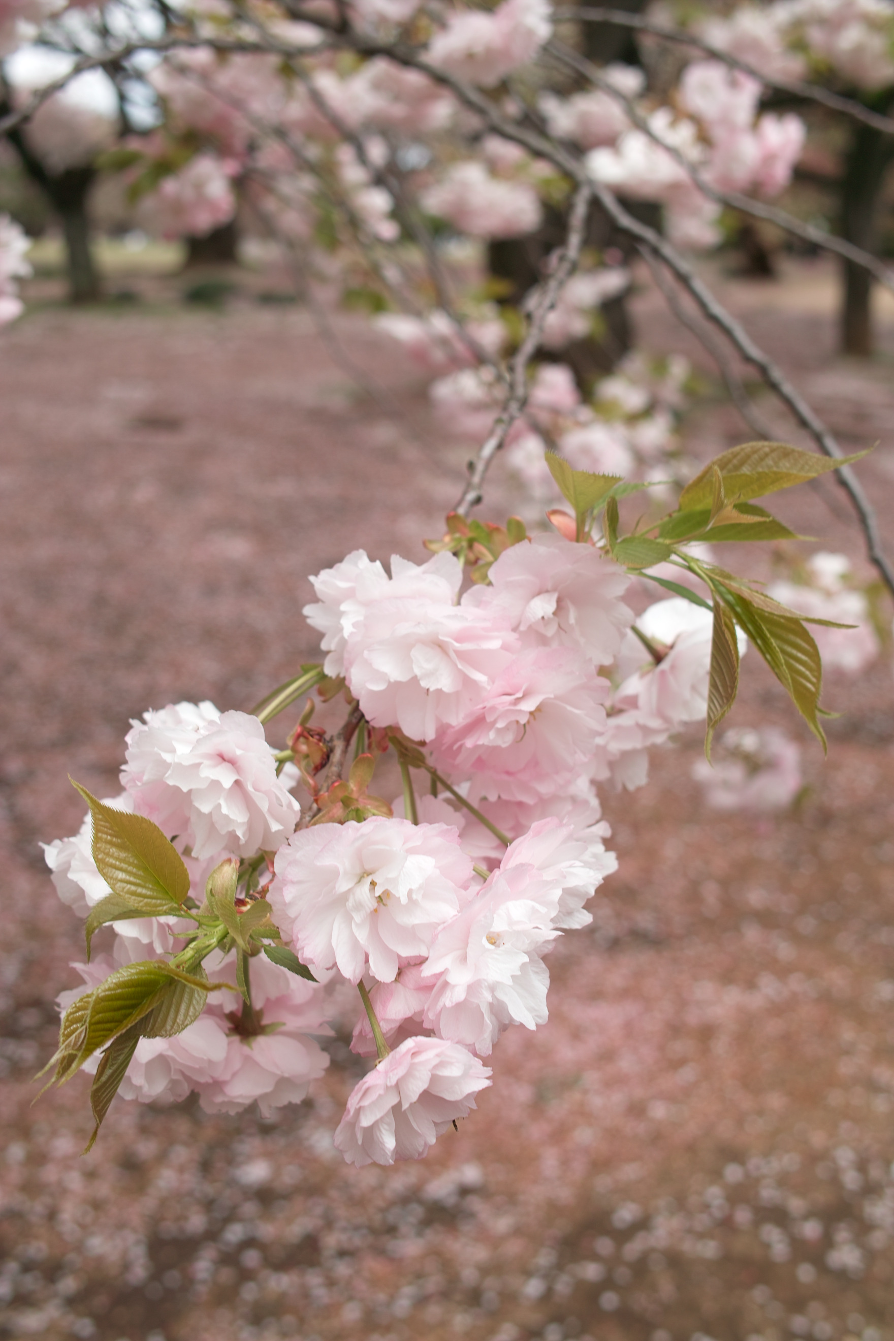 <b>DP2 / 約813KB / 1,760×2,640 / 1/125秒 / F5 / +0.7EV / ISO100 / 24.2mm</b>