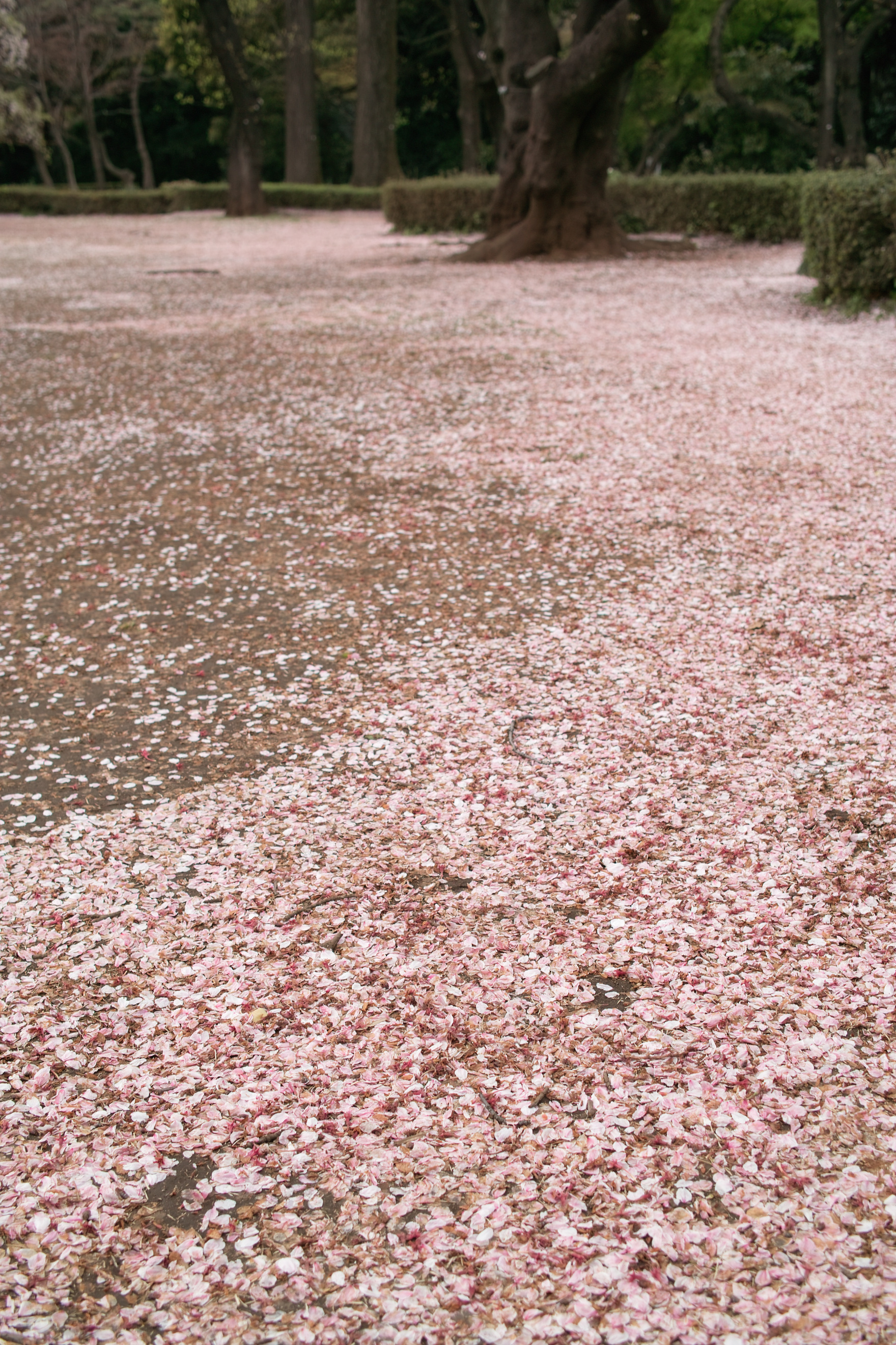 <b>DP2 / 約2.1MB / 1,760×2,640 / 1/100秒 / F4 / +0.7EV / ISO100 / 24.2mm</b>