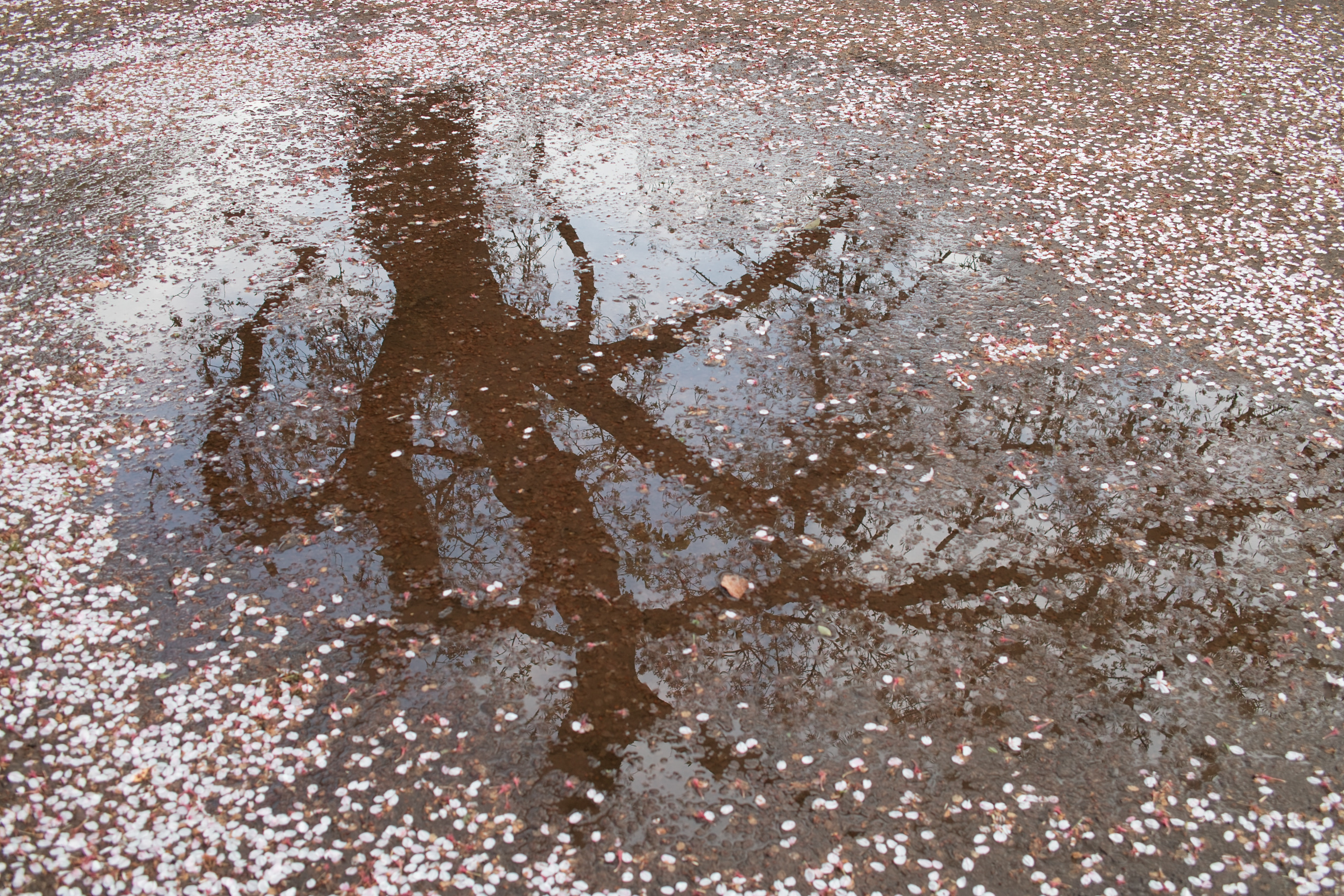 <b>DP2 / 約2.6MB / 2,640×1,760 / 1/80秒 / F4 / -0.3EV / ISO100 / 24.2mm</b>