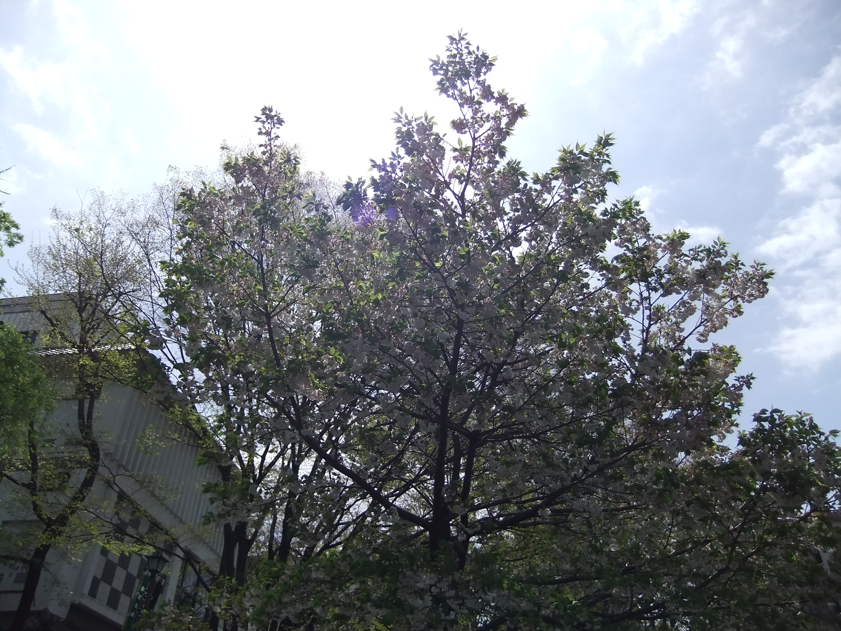 <b>DR：100％ / 2,816×2,112 / ISO100</b>