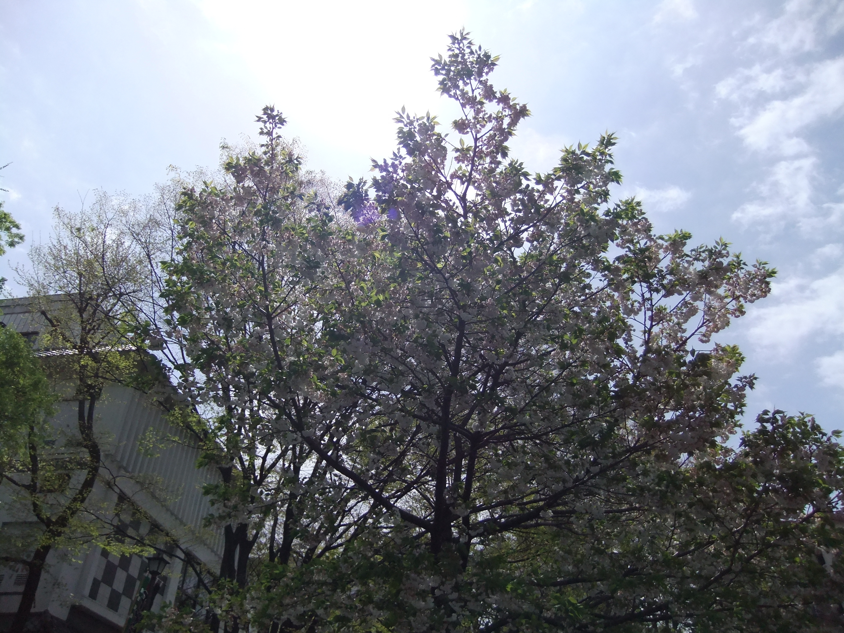 <b>DR：200％ / 2,816×2,112 / ISO100</b>