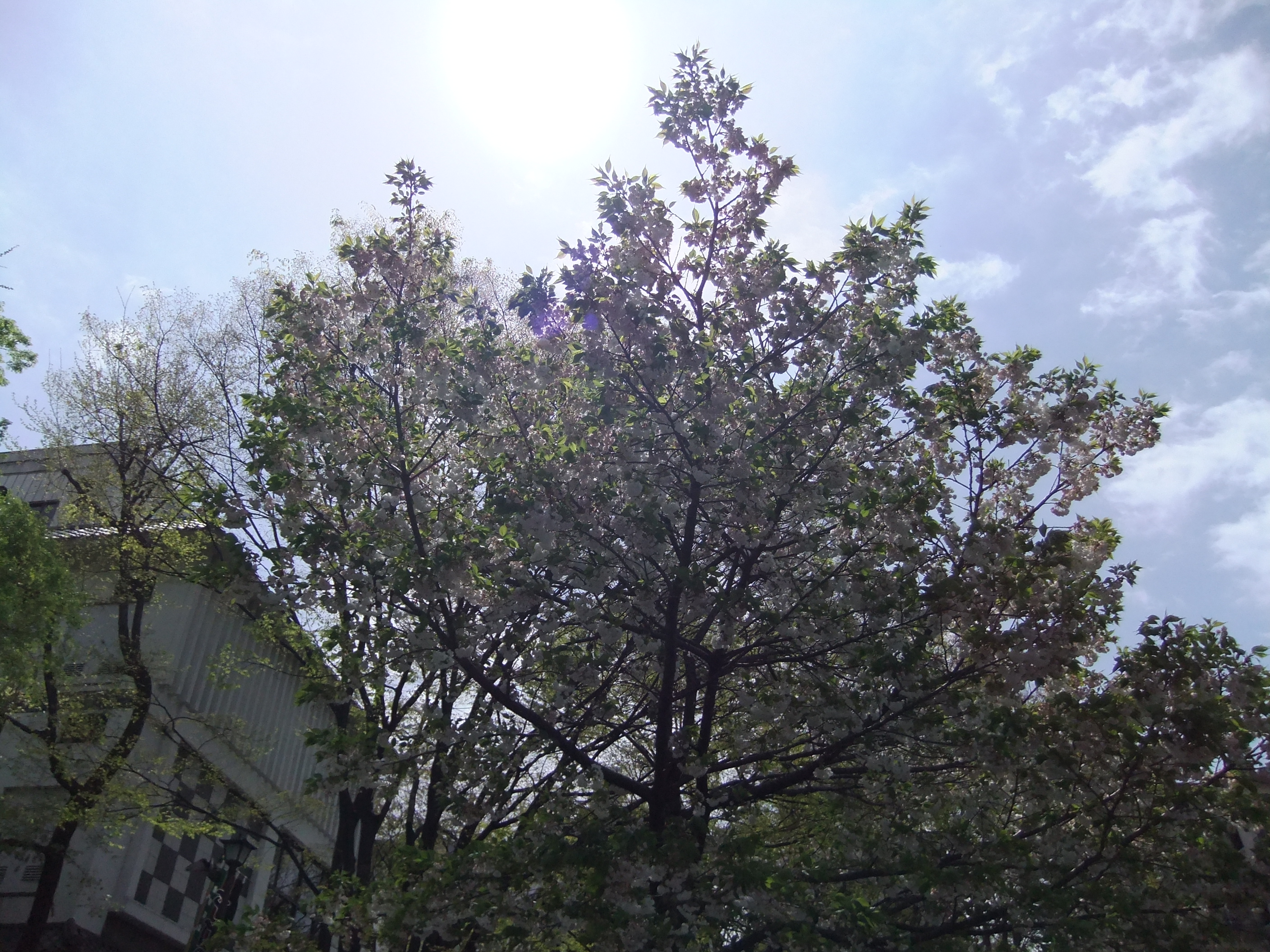 <b>DR：400％ / 2,816×2,112 / ISO100</b>