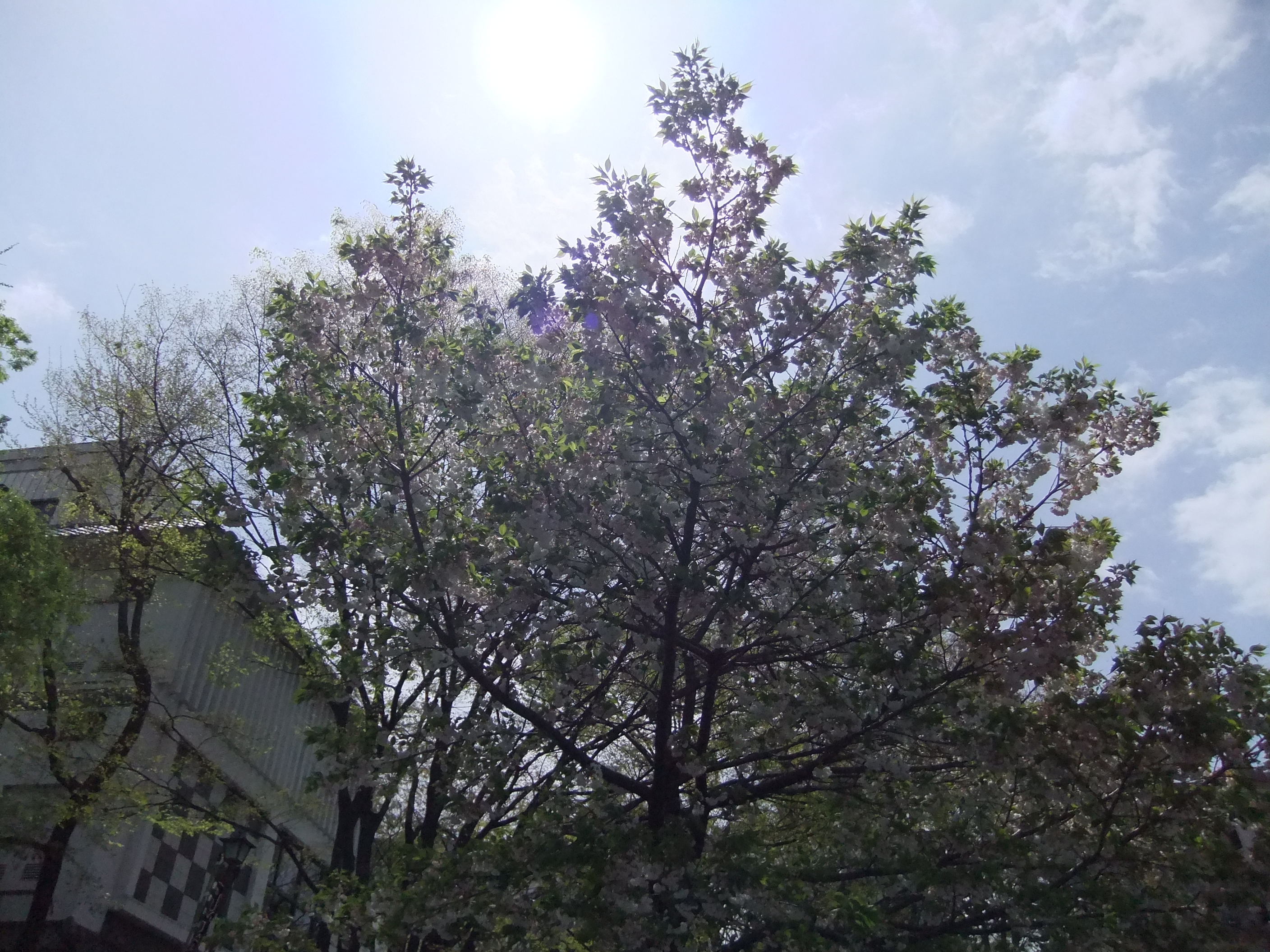 <b>DR：800％ / 2,816×2,112 / ISO200</b>