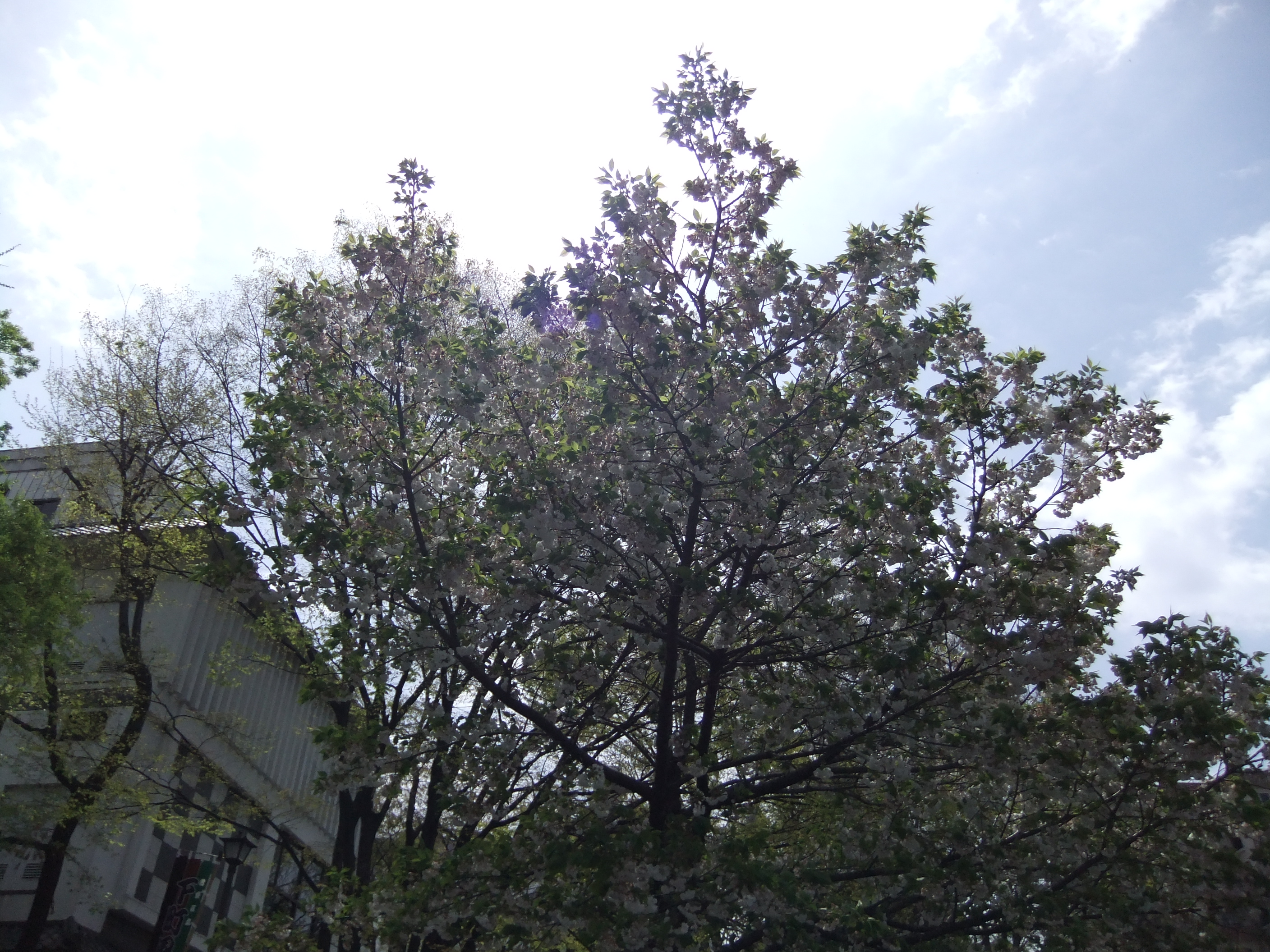 <b>DR：100％ / 2,816×2,112 / ISO100</b>