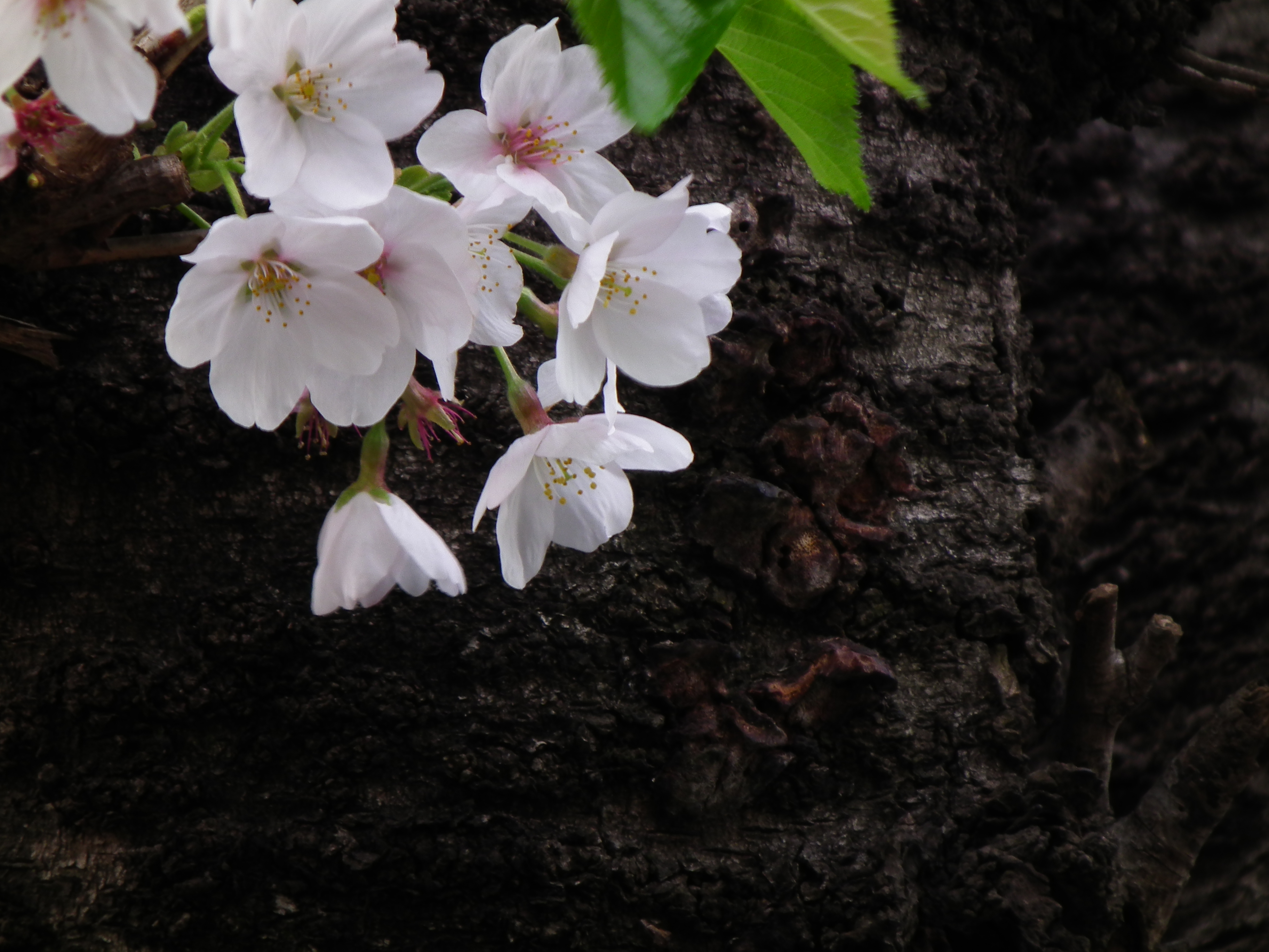 <b>720mm相当の望遠端でシャッター速度は1/38秒。これで、手持ちがブレていないのだから、5軸手ブレ補正の威力はすごい<br>3,648×2,736 / 1/38秒 / F5.6 / -0.7EV / ISO100 / WB:晴天 / 126mm（720mm相当）</b>