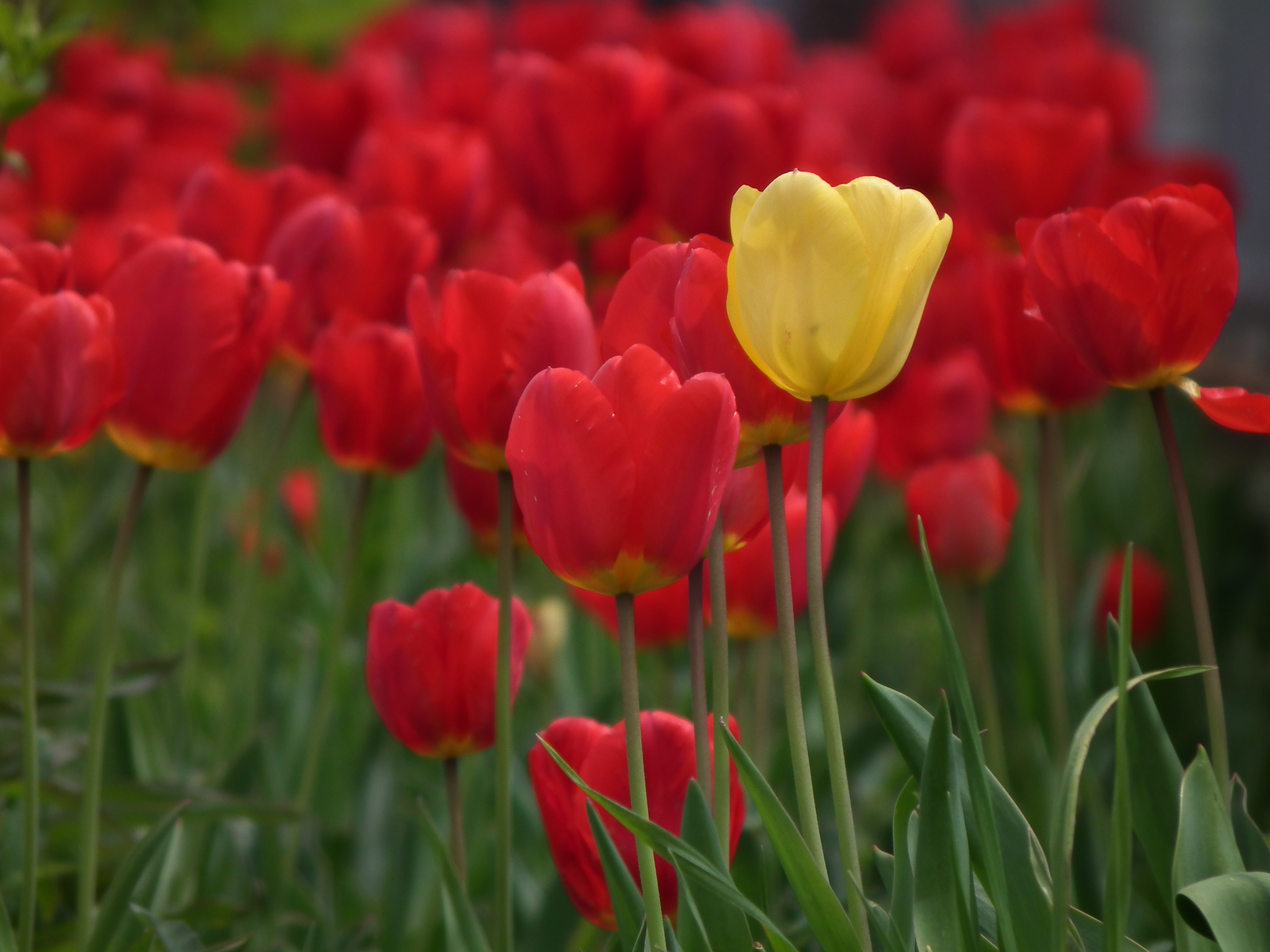 <b>後ボケはまあまあ素直で自然な感じだが、さすがに1/2.3型センサーだと720mm相当の望遠端でもそんなに大きくボケてくれない<br>3,648×2,736 / 1/600秒 / F5.6 / -0.7EV / ISO100 / WB:晴天 / 126mm（720mm相当）</b>