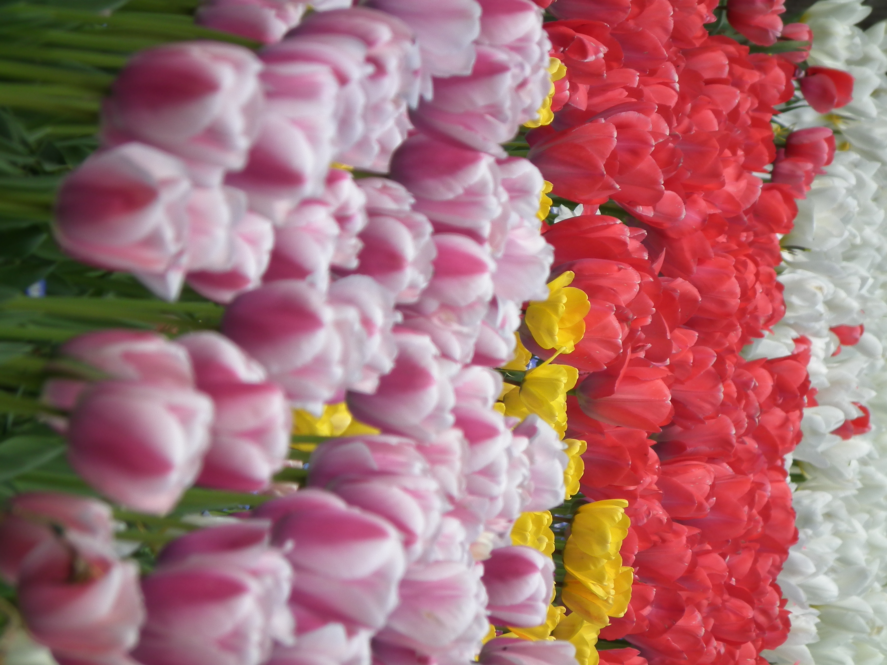 <b>富士フイルムの画像処理のクセなのだろうか、ピクセル等倍での解像感はそれほど高くはない。プリントではきれいなんだけどね<br>3,648×2,736 / 1/500秒 / F5.6 / +0.3EV / ISO100 / WB:オート / 90.9mm（519mm相当）</b>