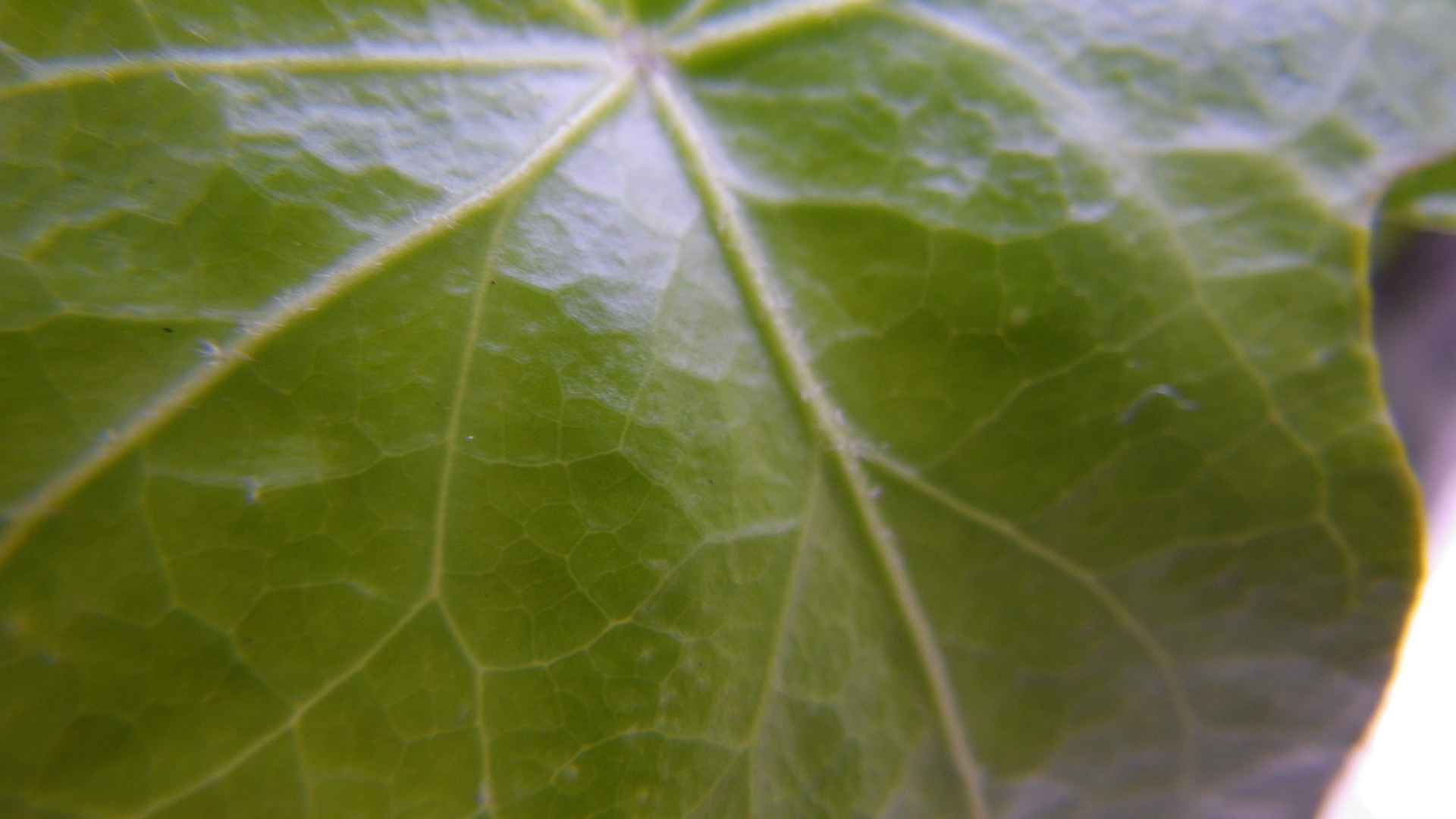 <b>Optio W90 / 1,920×1,080 / 1/60秒 / F3.8 / -0.7EV / ISO80 / デジタル顕微鏡 / WB:オート / 6mm</b>