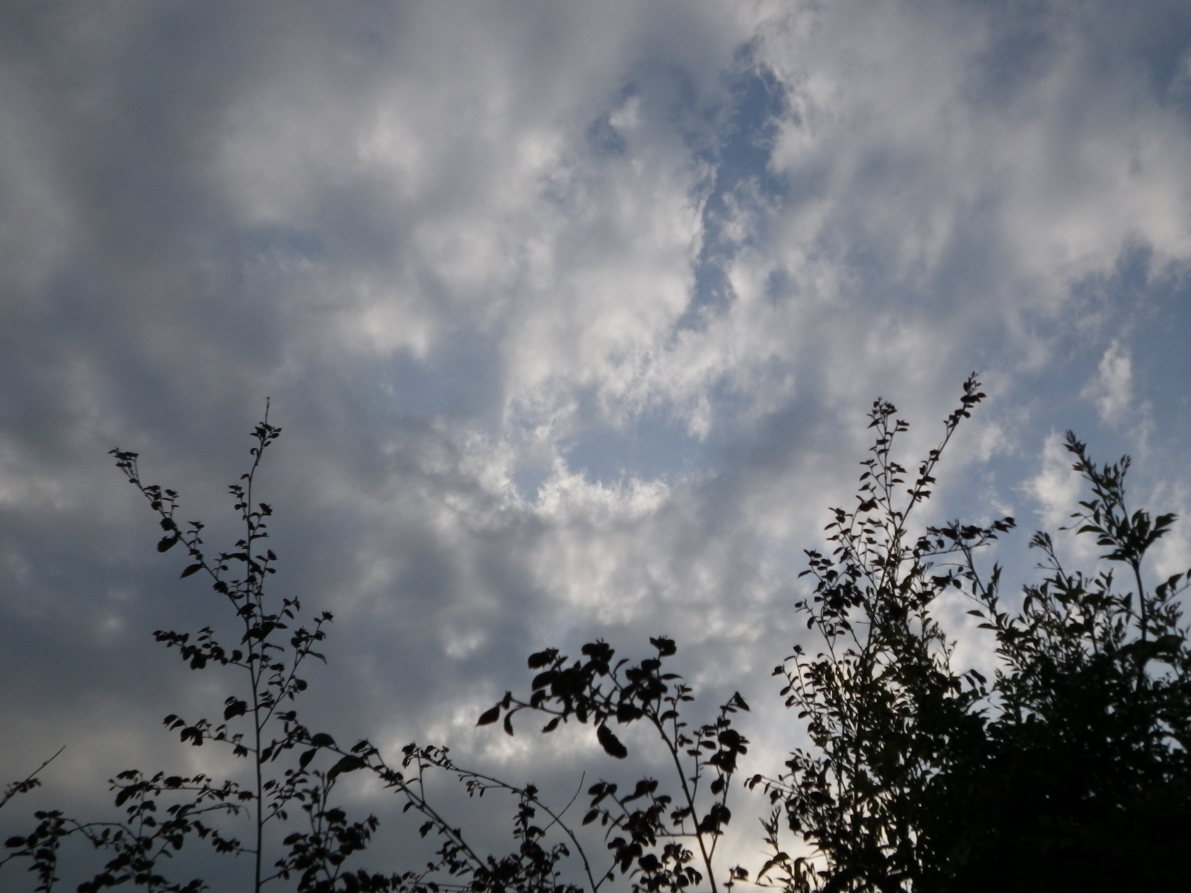 <b>オリジナル画像<br>Optio W90 / 4,000×3,000 / 1/1000秒 / F4.2 / -0.7EV / ISO80 / プログラム / WB:オート / 5mm</b>