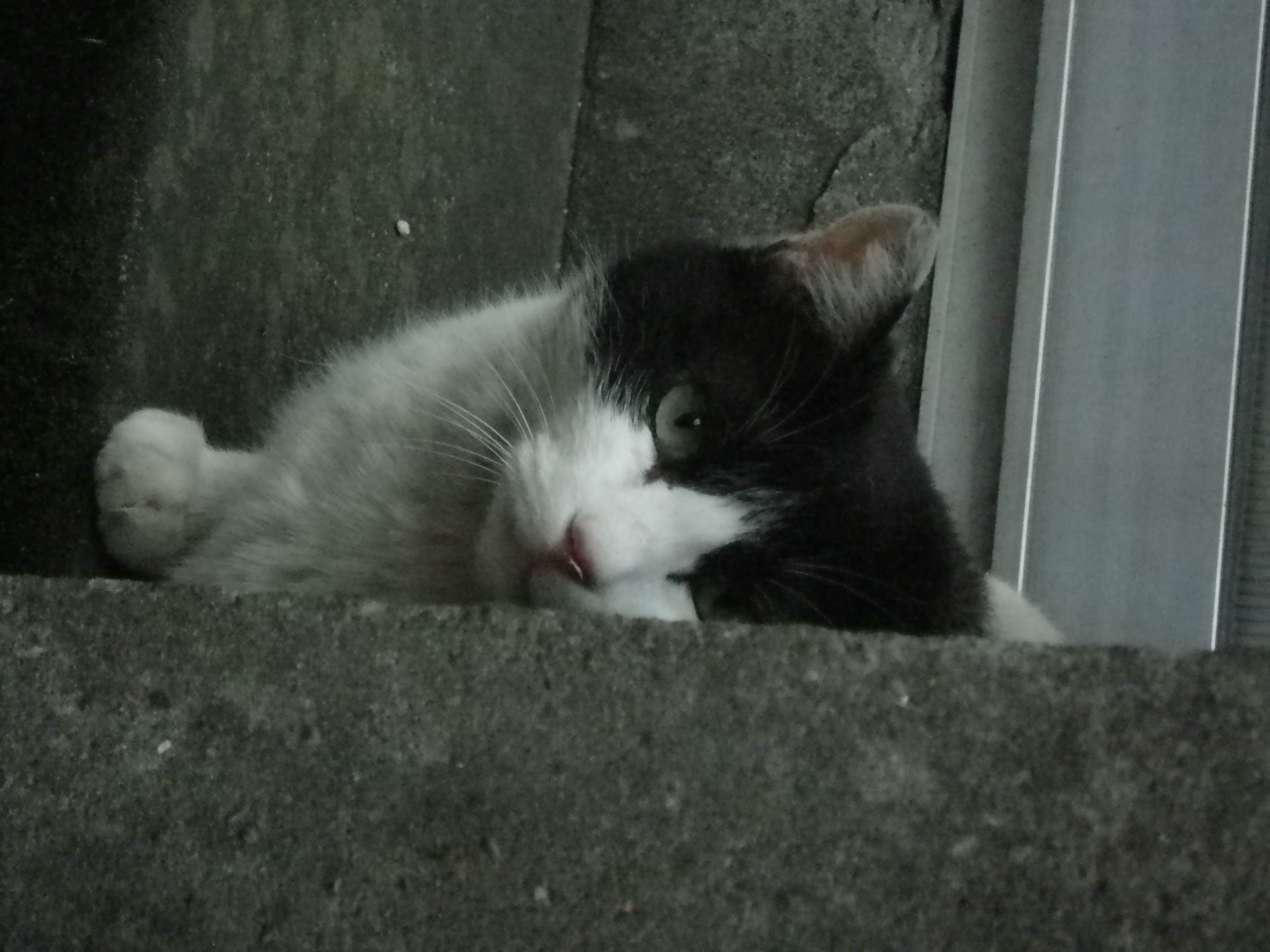 <b>オリジナル画像<br>Optio W90 / 4,000×3,000 / 1/13秒 / F5.5 / -0.7EV / ISO400 / プログラム / WB:オート / 25mm</b>