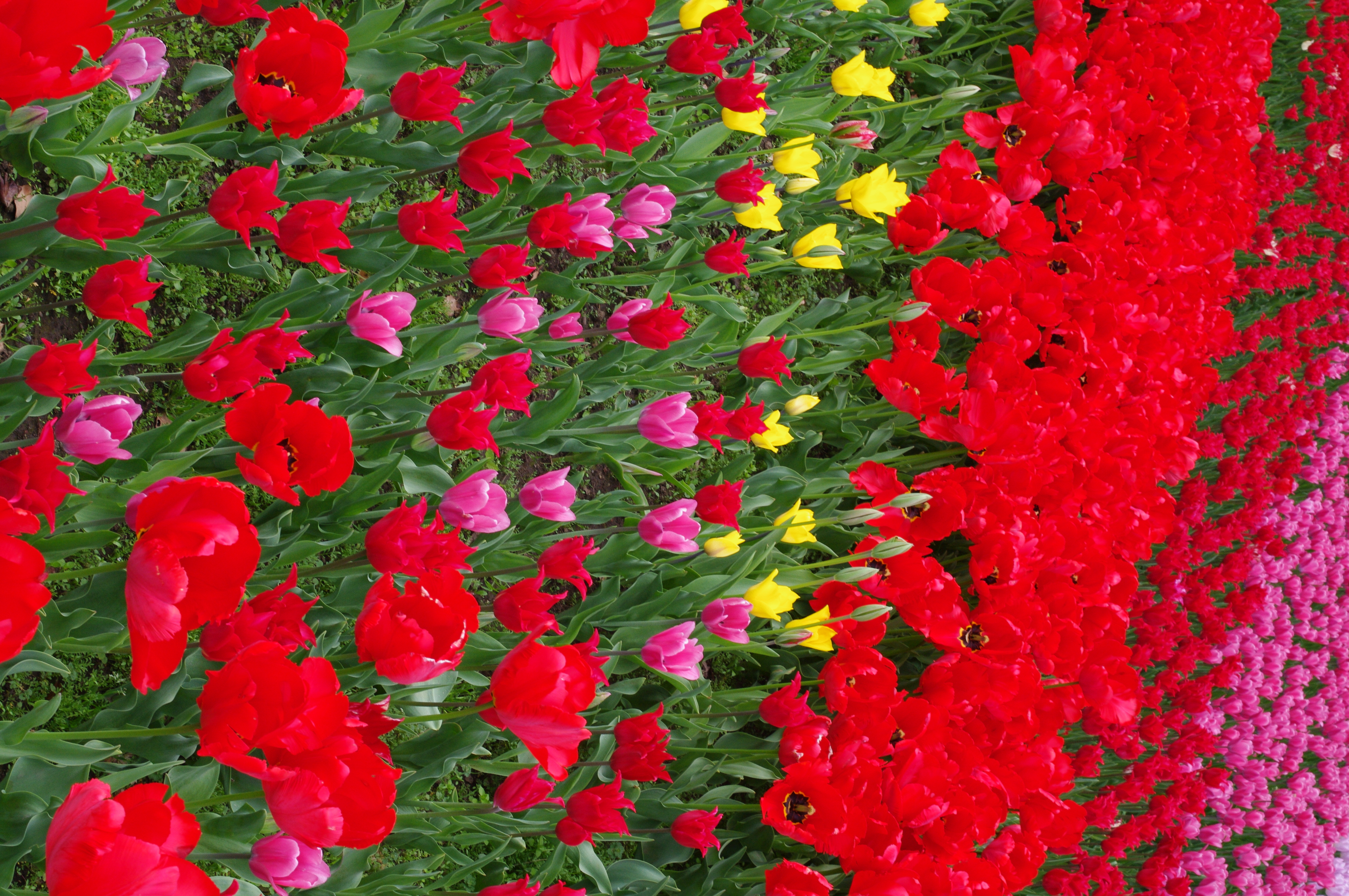 <b>K-7 / DA 40mm F2.8 Limited / 約9.2MB / 3,104×4,672 / 1/80秒 / F11 / 0EV / ISO400 / WB:オート / 40mm</b>