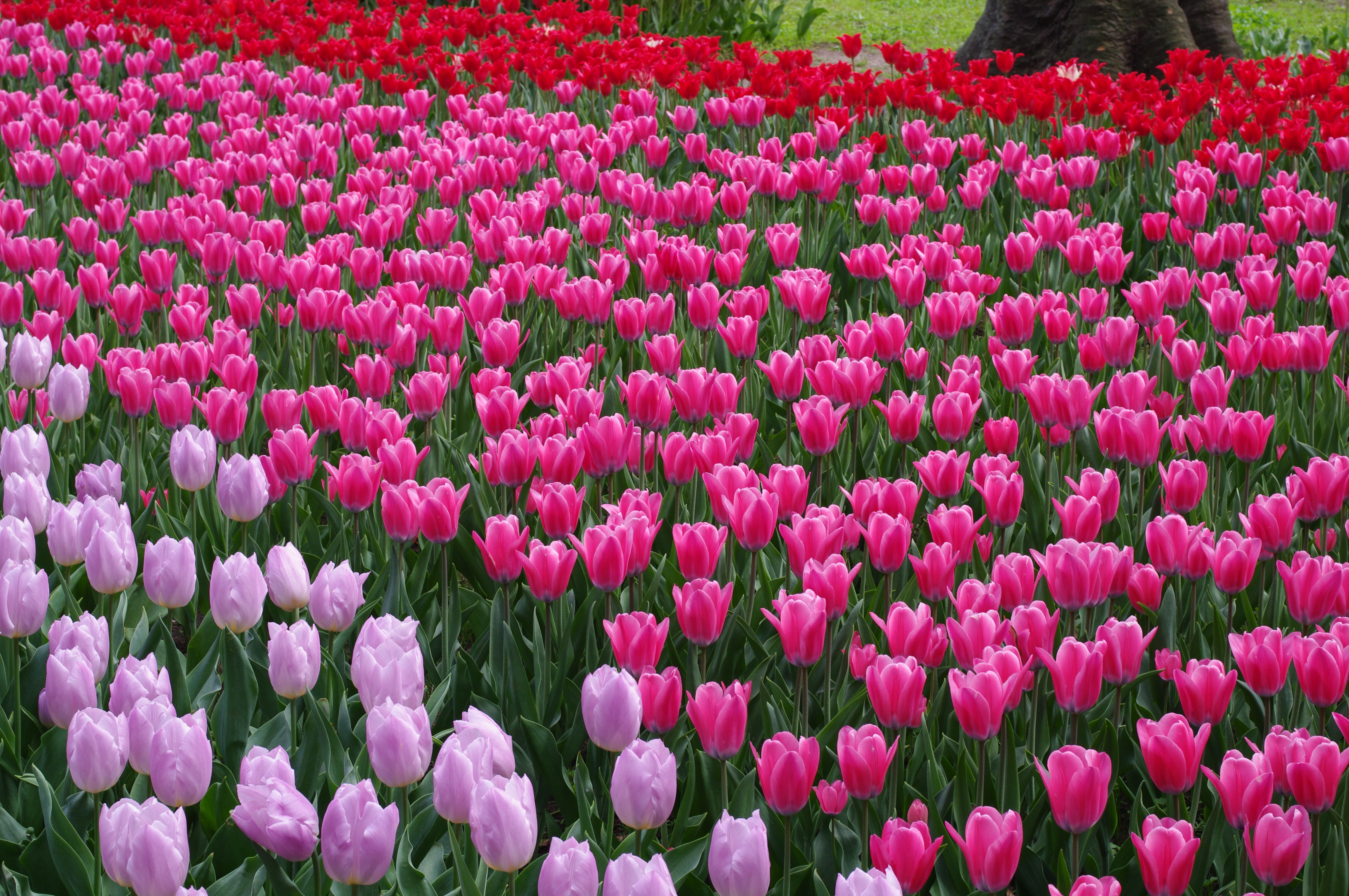 <b>K-7 / DA 40mm F2.8 Limited / 約9.6MB / 4,672×3,104 / 1/80秒 / F8 / +0.3EV / ISO200 / WB:オート / 40mm</b>