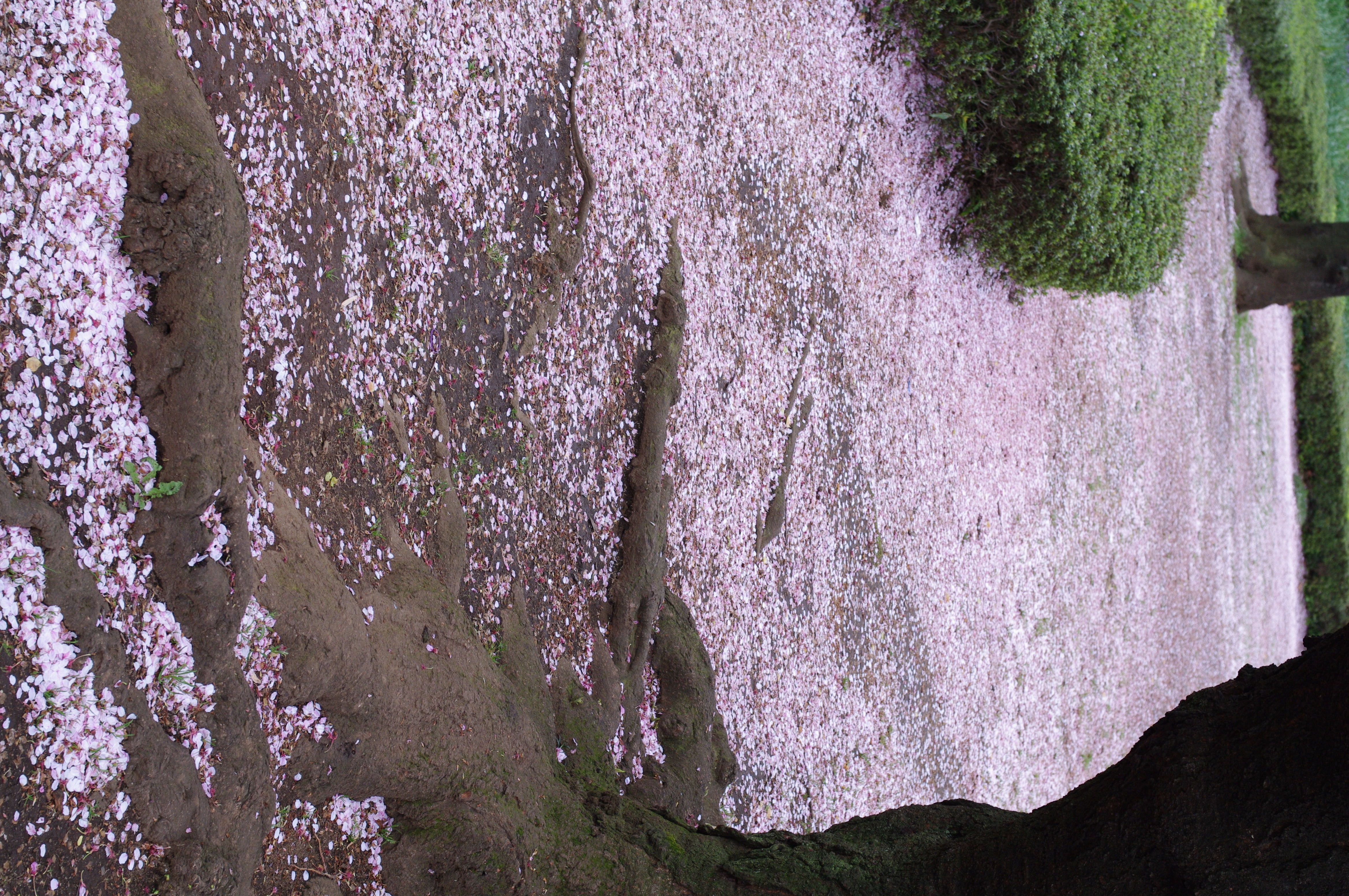 <b>K-7 / DA 40mm F2.8 Limited / 約10.2MB / 3,104×4,672 / 1/160秒 / F5.6 / +1EV / ISO400 / WB:オート / 40mm</b>