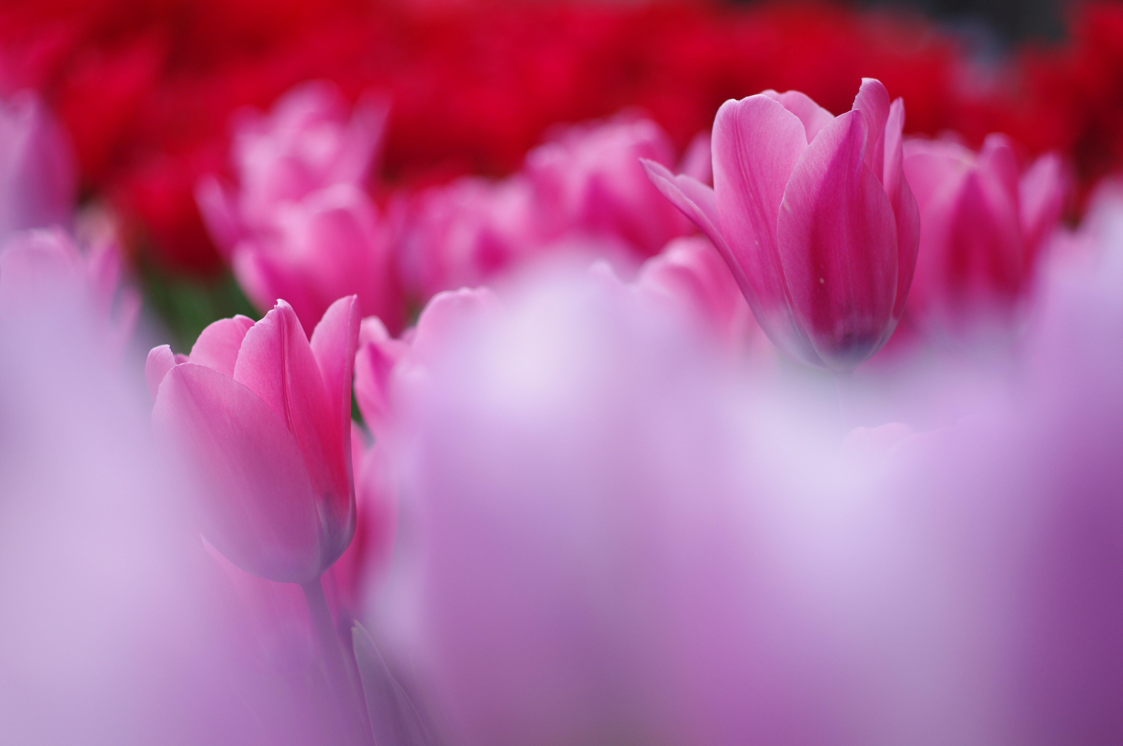 <b>K-7 / DA 70mm F2.4 Limited / 約8.6MB / 4,672×3,104 / 1/1,250秒 / F2.4 / +0.3EV / ISO200 / WB:オート / 70mm</b>