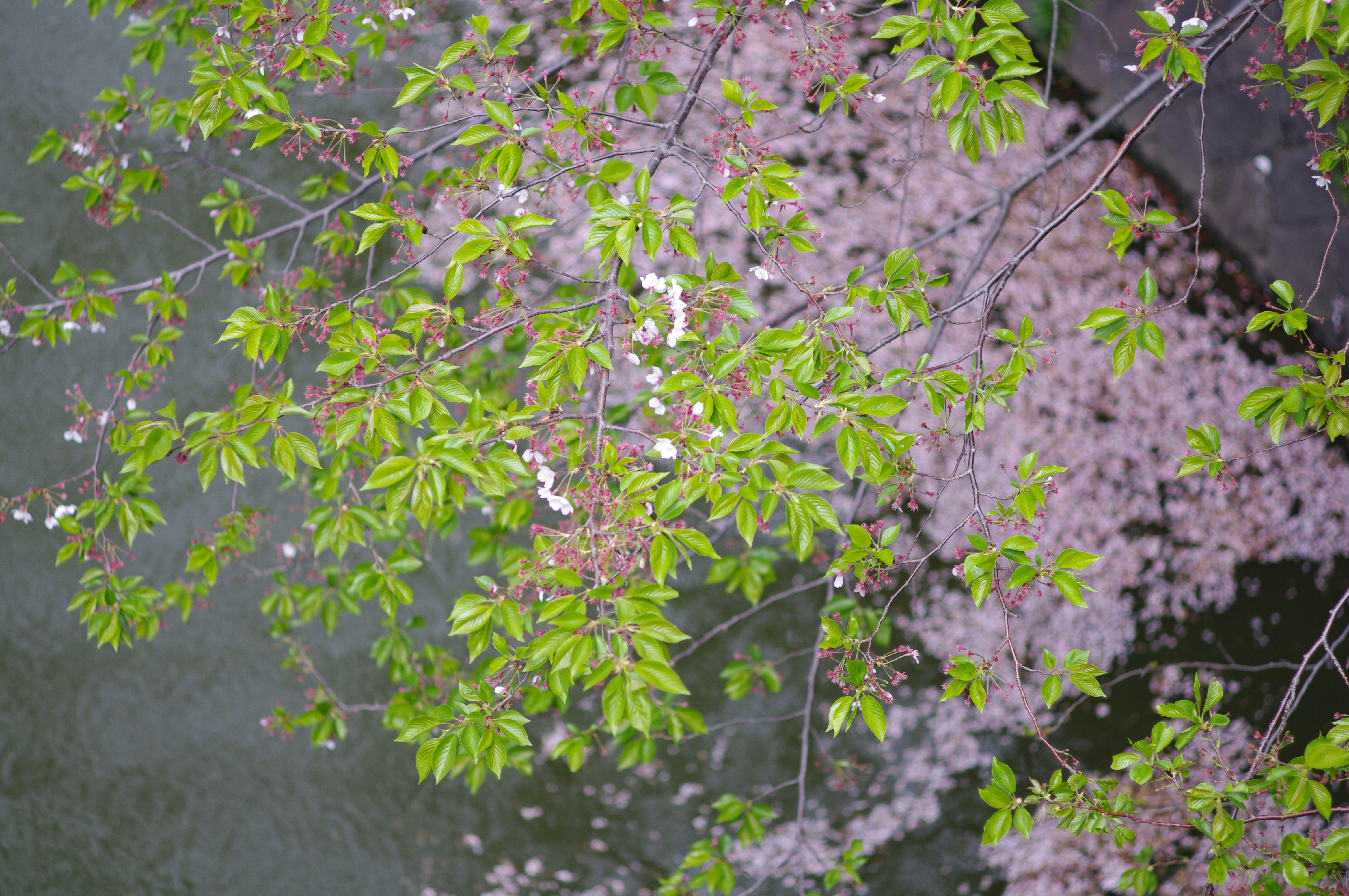 <b>K-7 / DA 70mm F2.4 Limited / 約10.7MB / 4,672×3,104 / 1/500秒 / F2.4 / 0EV / ISO100 / WB:オート / 70mm</b>