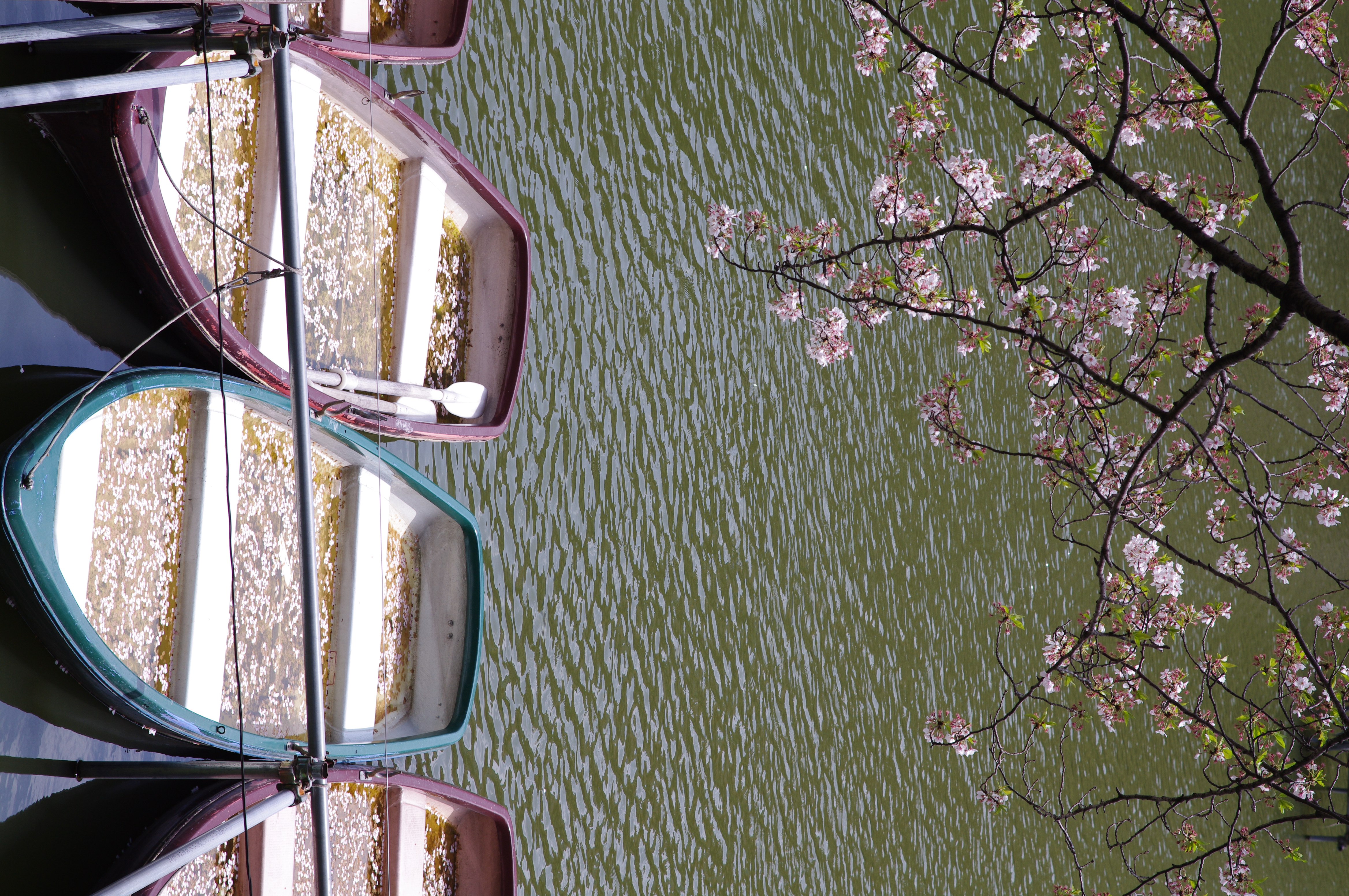 <b>K-7 / DA 70mm F2.4 Limited / 約8.9MB / 3,104×4,672 / 1/200秒 / F8 / 0EV / ISO100 / WB:オート / 70mm</b>