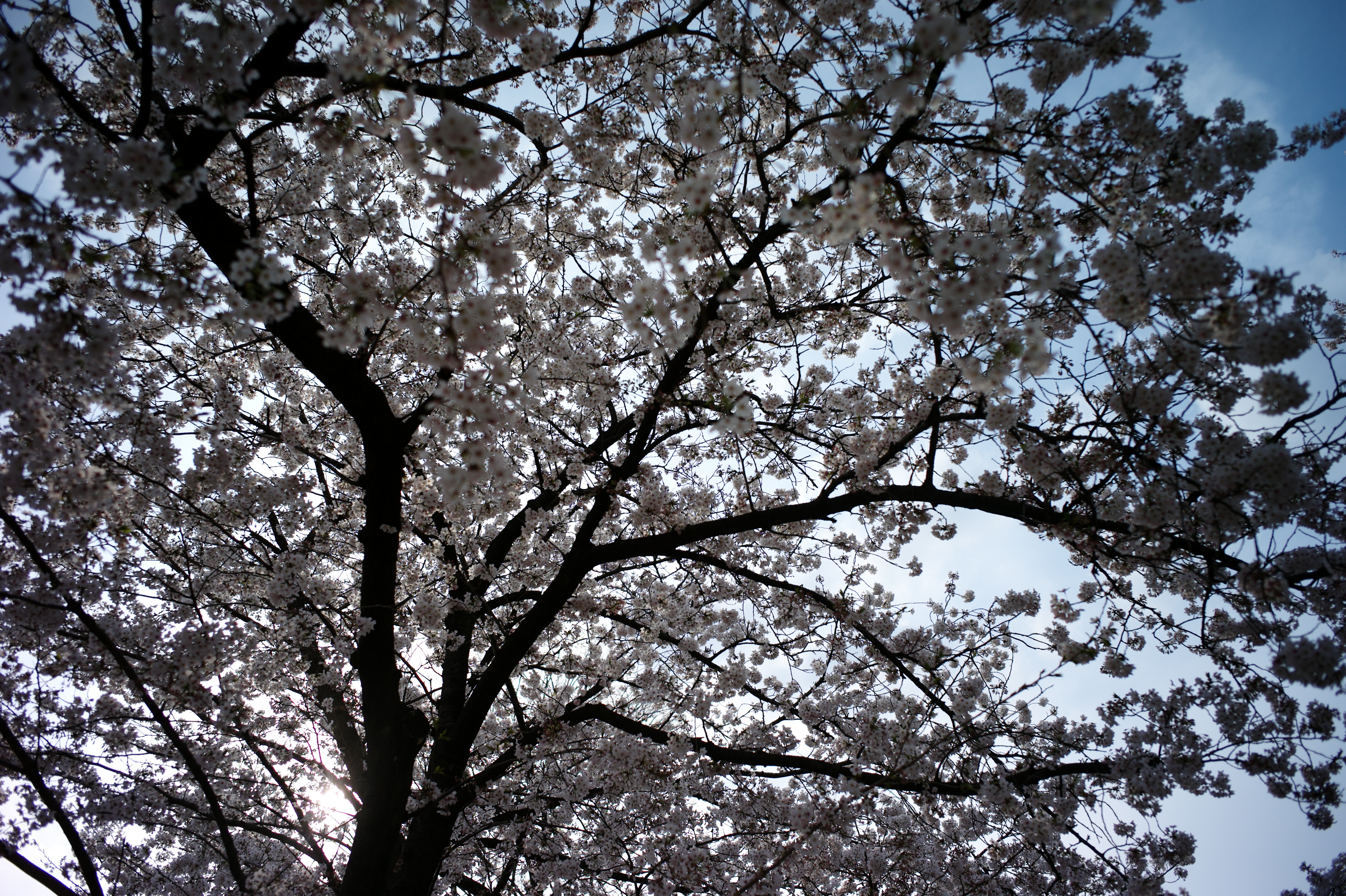 <b>マニュアルレンズ設定</b>