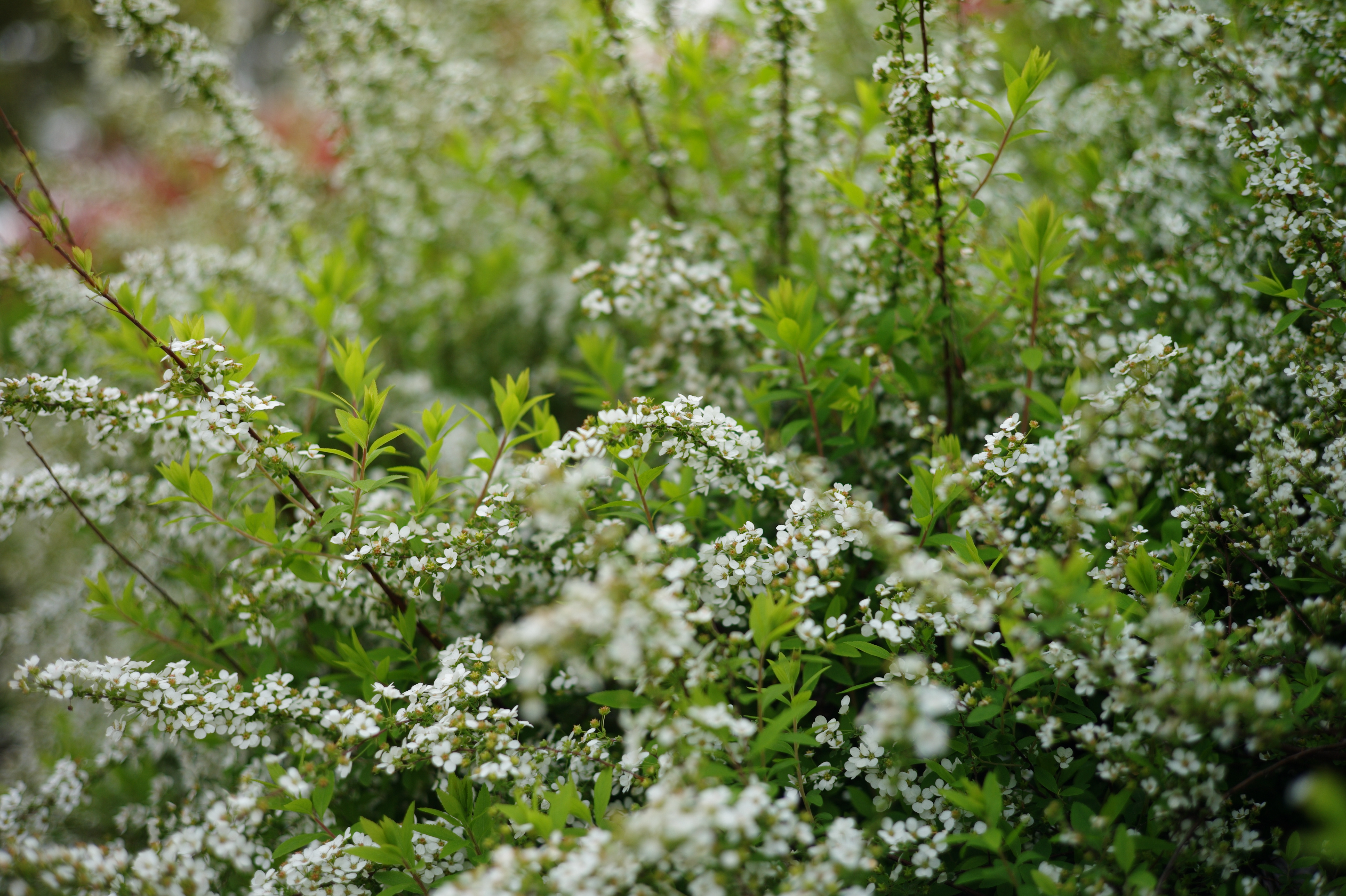 <b>マニュアルレンズ設定</b>