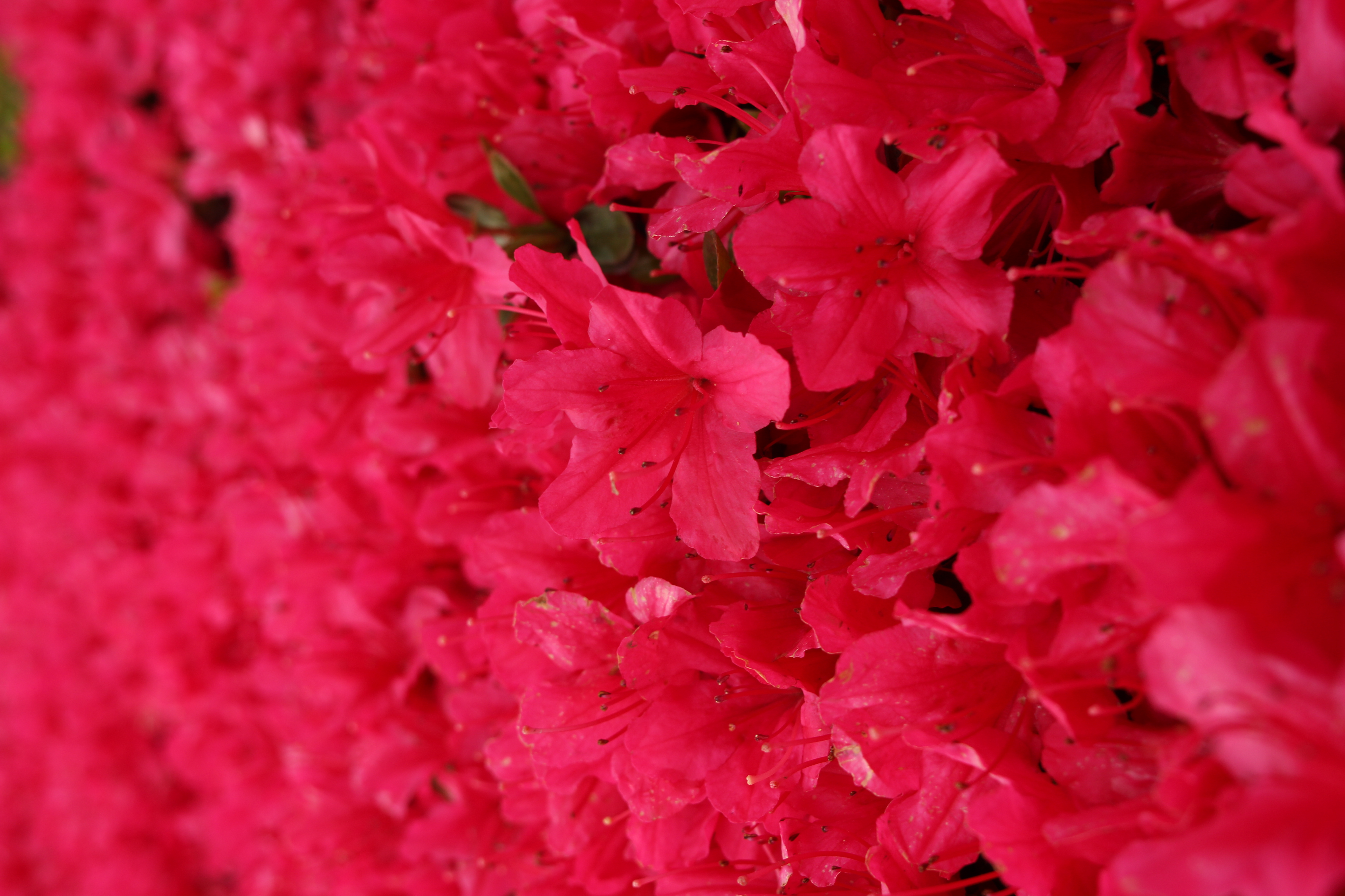 <b>絞り開放はアマさが目立つけど、1段絞るとピントの芯が出てくる。それにしても画面全体真っ赤っかである<br>EF 24mm F2.8 / 5,184×3,456 / 1/50秒 / F6.3 / -0.3EV / ISO100 / WB:太陽光</b>