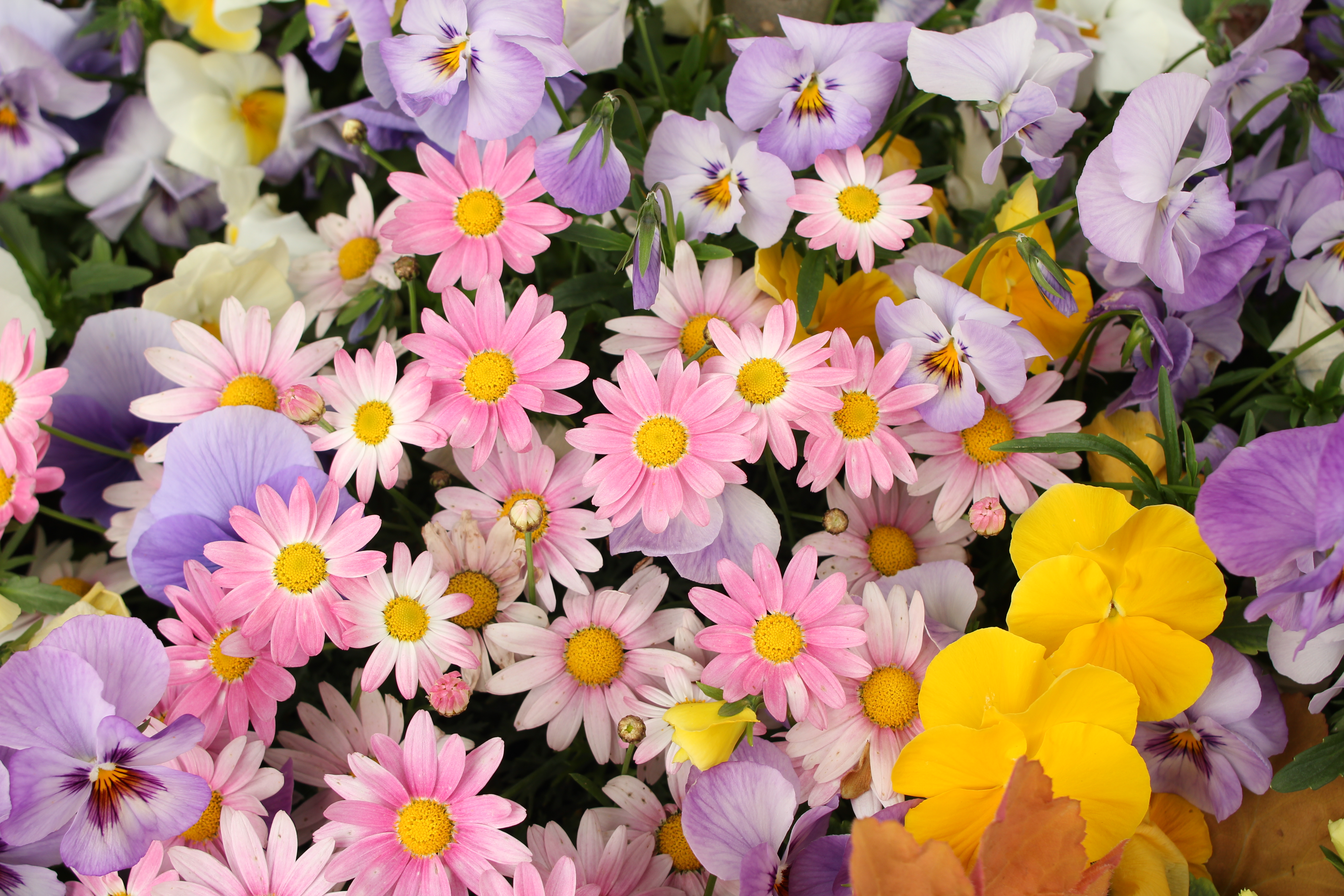 <b>最短撮影距離は0.25mで、このクラスとしては……と思って調べたら、現行品はキヤノンとニコン（ちなみに0.3m）だけだった<br>EF 24mm F2.8 / 5,184×3,456 / 1/50秒 / F5.6 / +1.0EV / ISO100 / WB:太陽光</b>