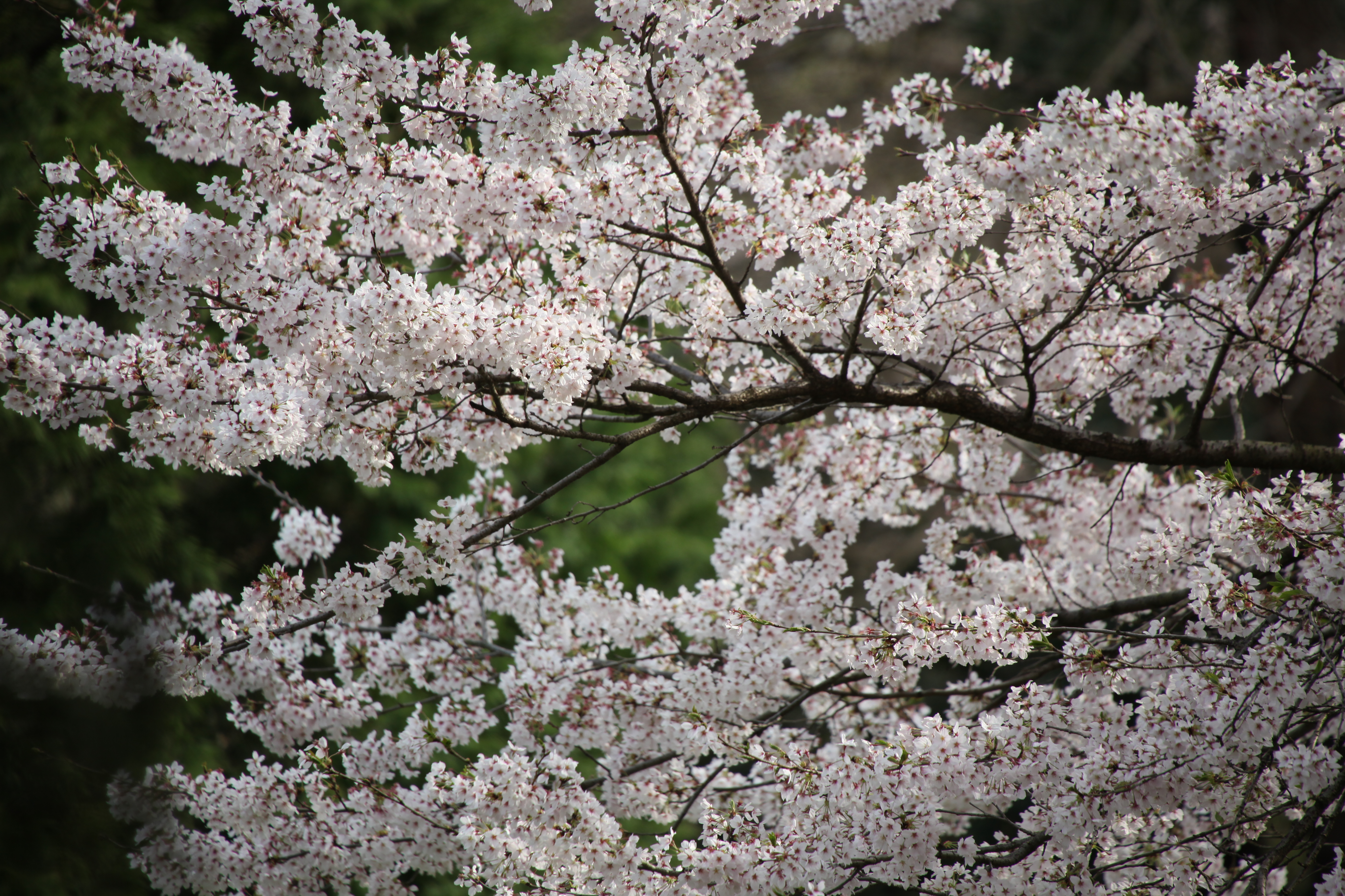 <b>EOS 5D Mark II / APO 50-500mm F4.5-6.3 DG OS HSM / 5,616×3,744 / 1/320秒 / F7 / 0EV / ISO250 / 絞り優先AE / WB:オート / 500mm</b>