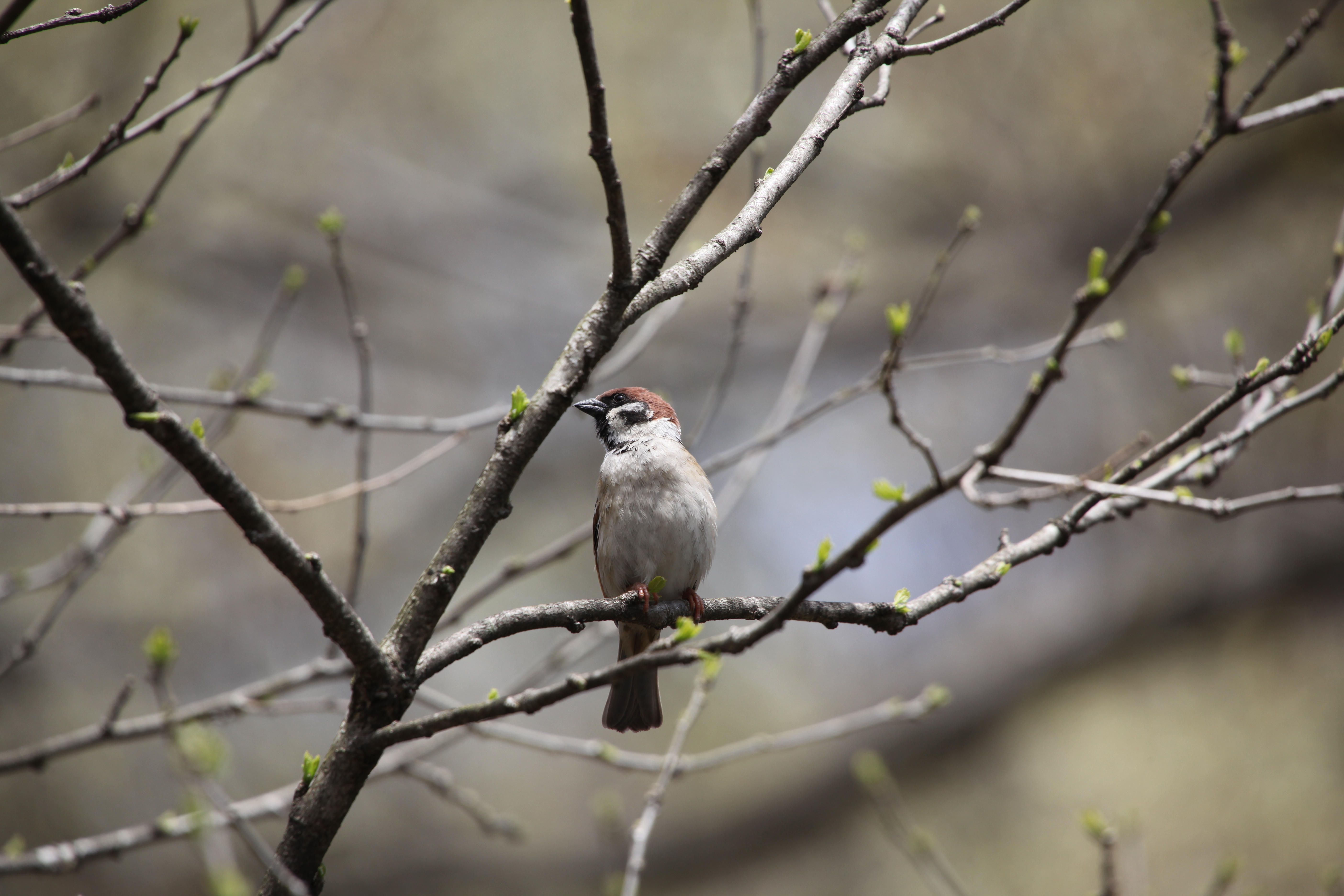 <b>EOS 5D Mark II / APO 50-500mm F4.5-6.3 DG OS HSM / 5,616×3,744 / 1/400秒 / F8 / 0EV / ISO320 / 絞り優先AE / WB:オート / 500mm</b>