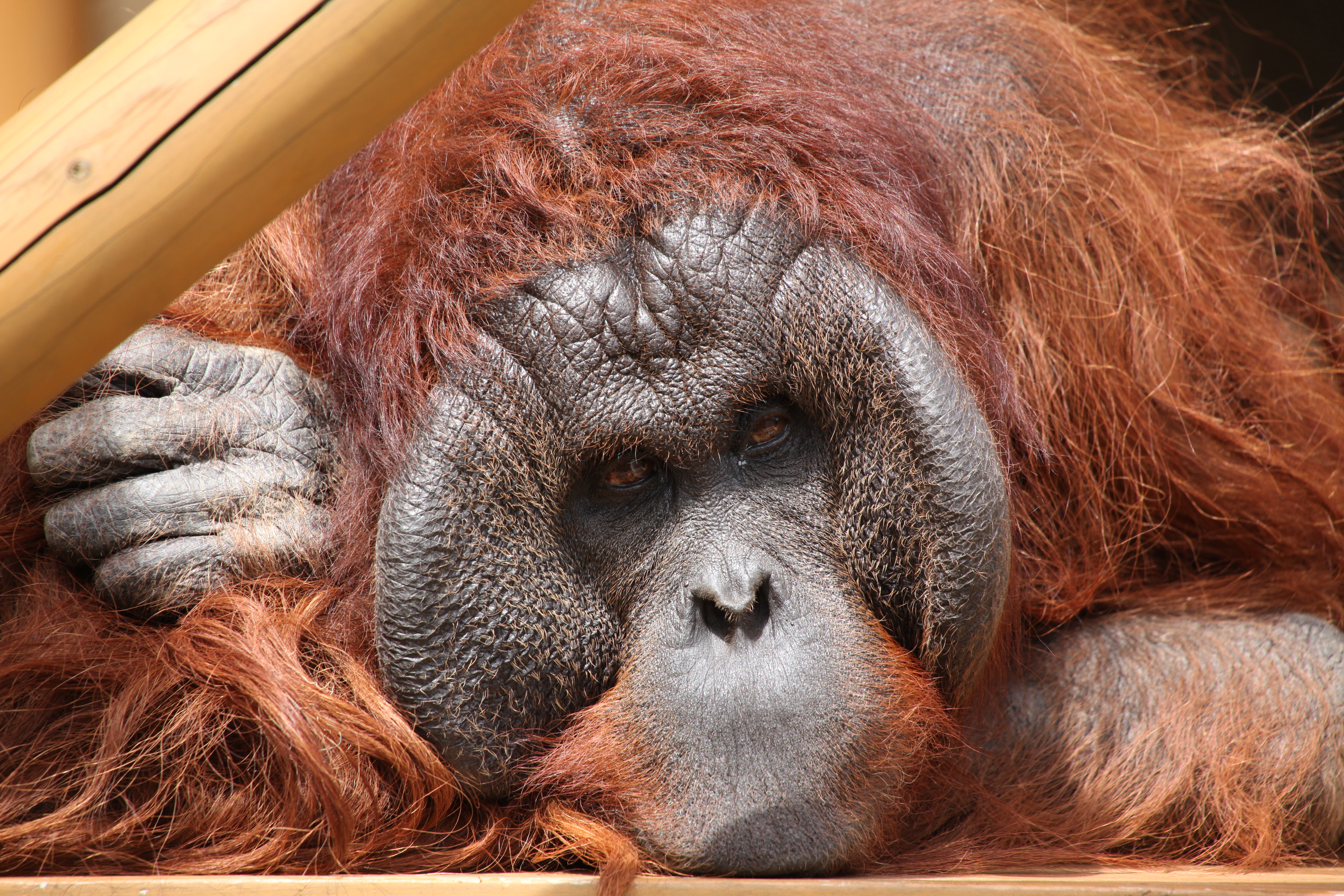 <b>EOS 5D Mark II / APO 50-500mm F4.5-6.3 DG OS HSM / 5,616×3,744 / 1/250秒 / F7 / 0EV / ISO400 / 絞り優先AE / WB:5,100K / 500mm</b>