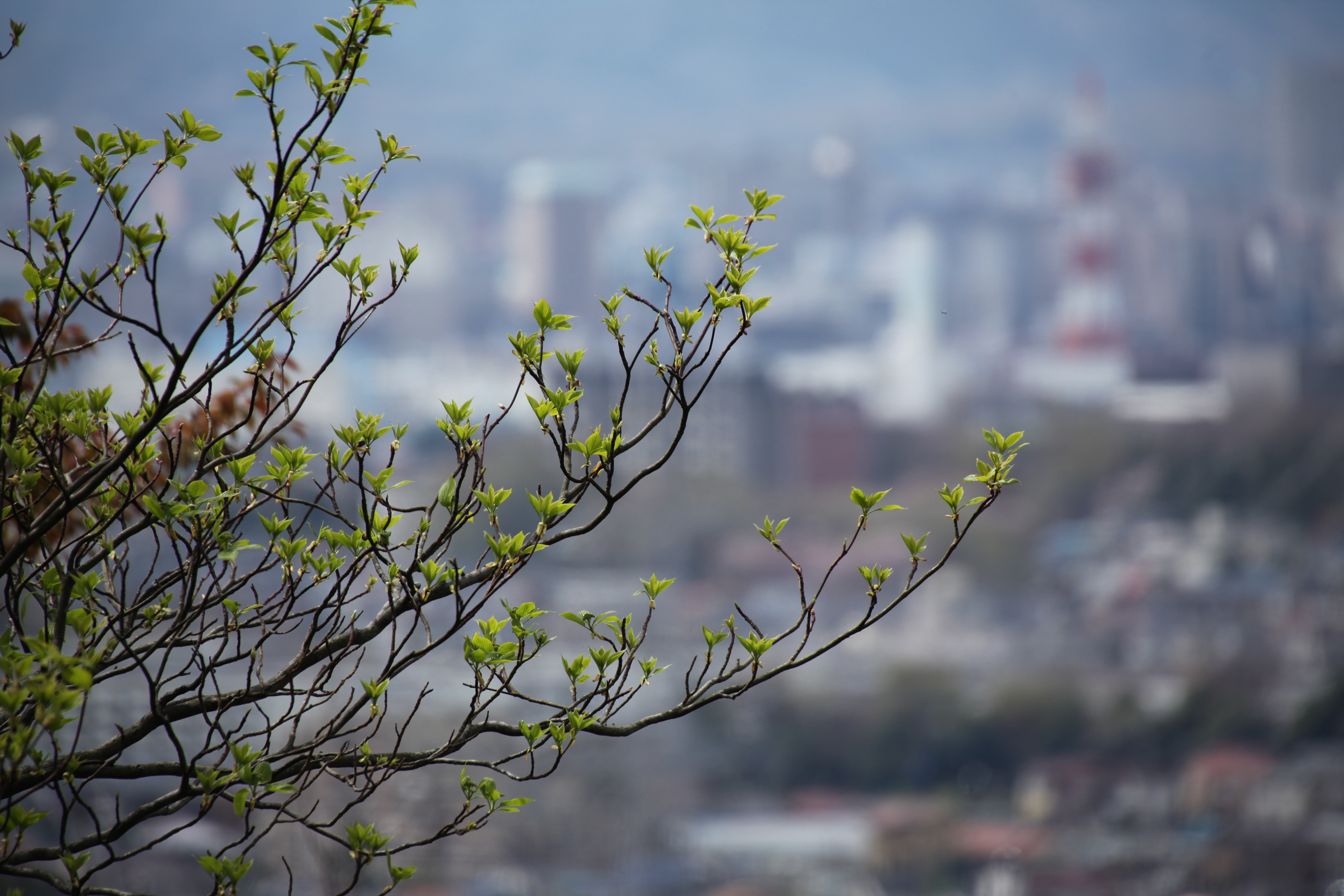 <b>EOS 5D Mark II / APO 50-500mm F4.5-6.3 DG OS HSM / 5,616×3,744 / 1/800秒 / F7 / -0.3EV / ISO200 / 絞り優先AE / WB:5,100K / 413mm</b>