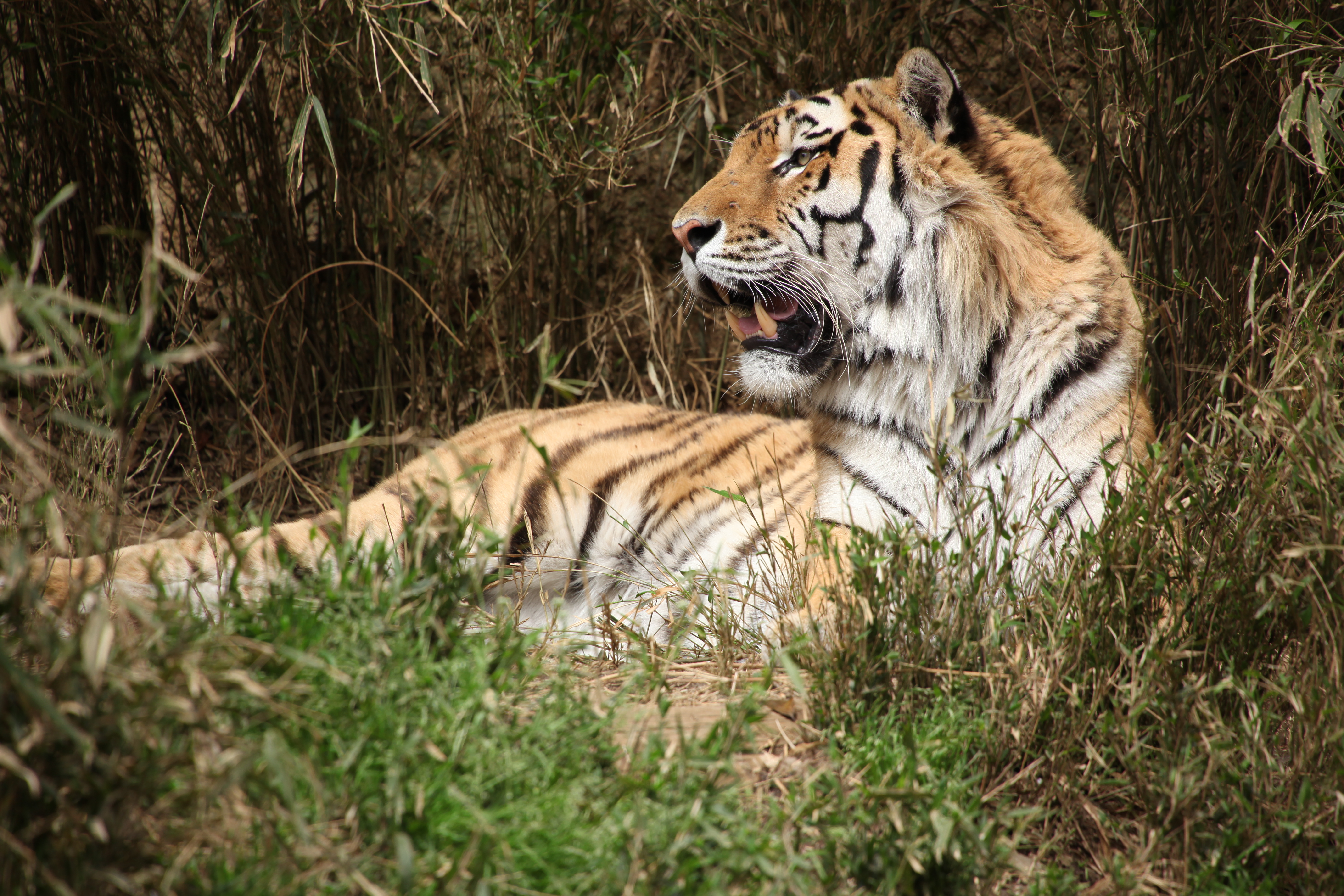 <b>EOS 5D Mark II / APO 50-500mm F4.5-6.3 DG OS HSM / 5,616×3,744 / 1/250秒 / F7 / 0EV / ISO200 / 絞り優先AE / WB:5,100K / 500mm</b>