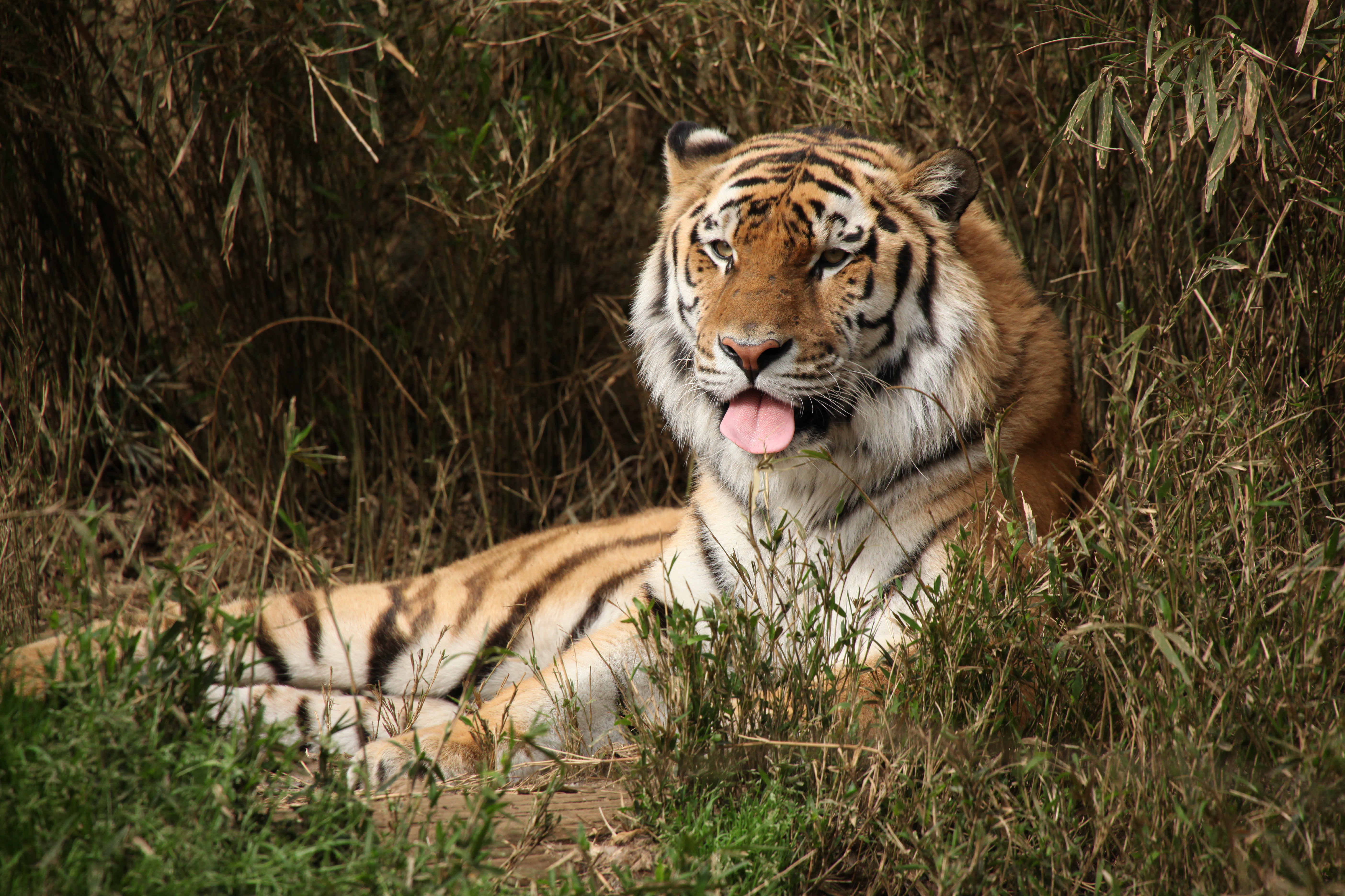 <b>EOS 5D Mark II / APO 50-500mm F4.5-6.3 DG OS HSM / 5,616×3,744 / 1/1000秒 / F8 / 0EV / ISO1250 / マニュアル / WB:5,300K / 500mm</b>