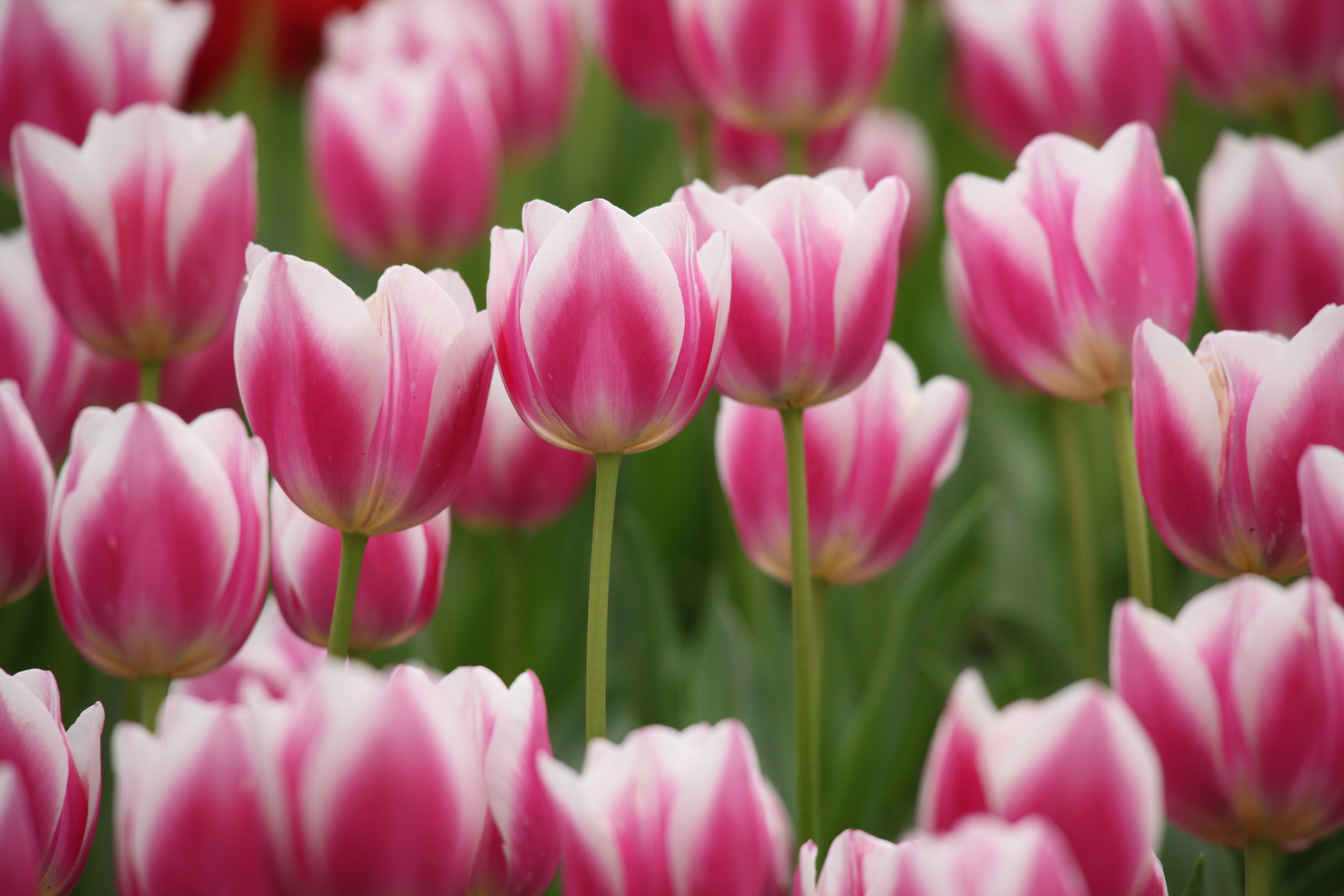 <b>EOS 5D Mark II / APO 50-500mm F4.5-6.3 DG OS HSM / 5,616×3,744 / 1/200秒 / F8 / +0.3EV / ISO640 / 絞り優先AE / WB:太陽光 / 500mm</b>