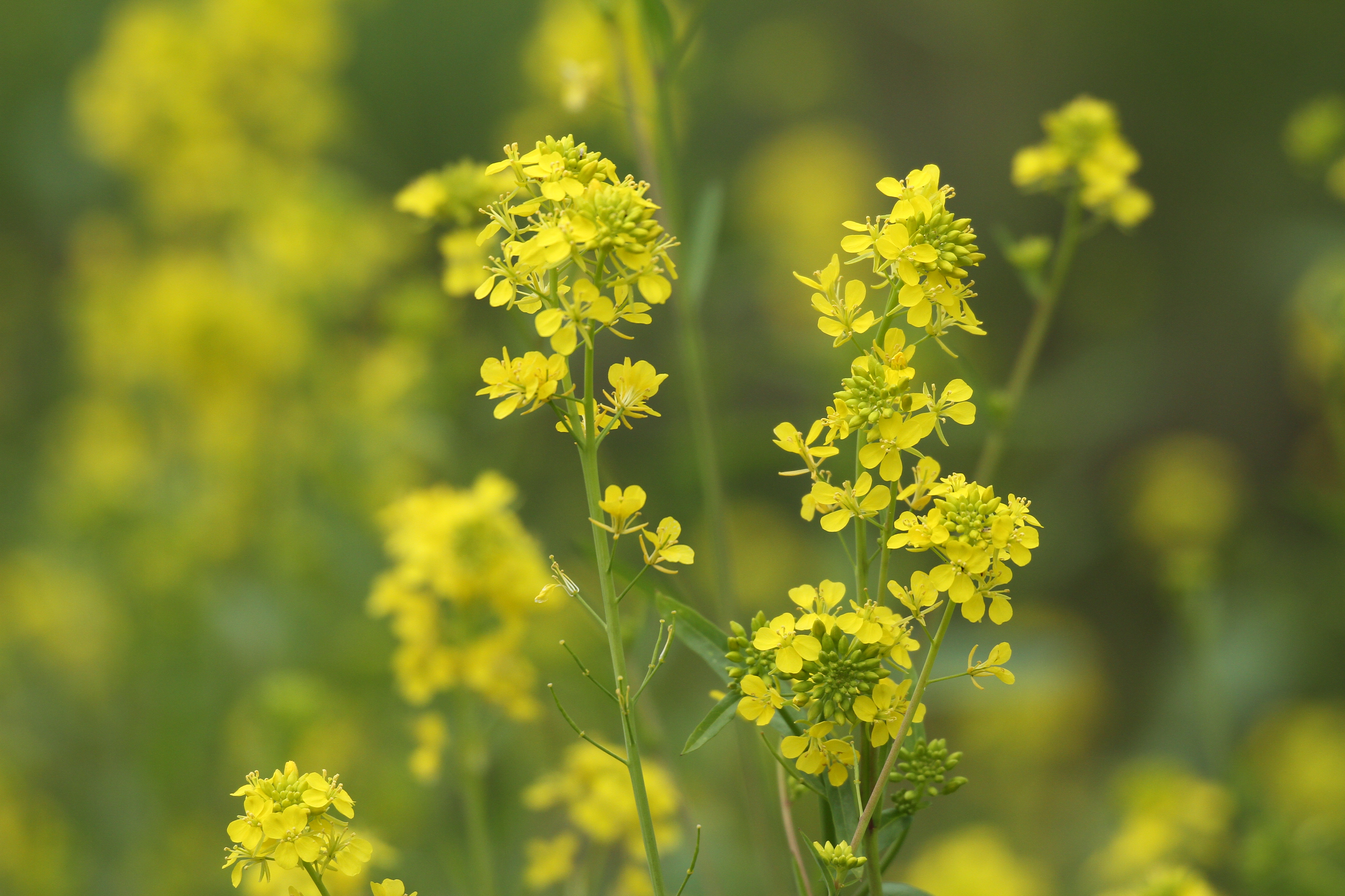 <b>EOS 7D / APO 50-500mm F4.5-6.3 DG OS HSM / 5,184×3,456 / 1/1,000秒 / F6.3 / 0EV / ISO400 / 絞り優先AE / WB:太陽光 / 287mm</b>