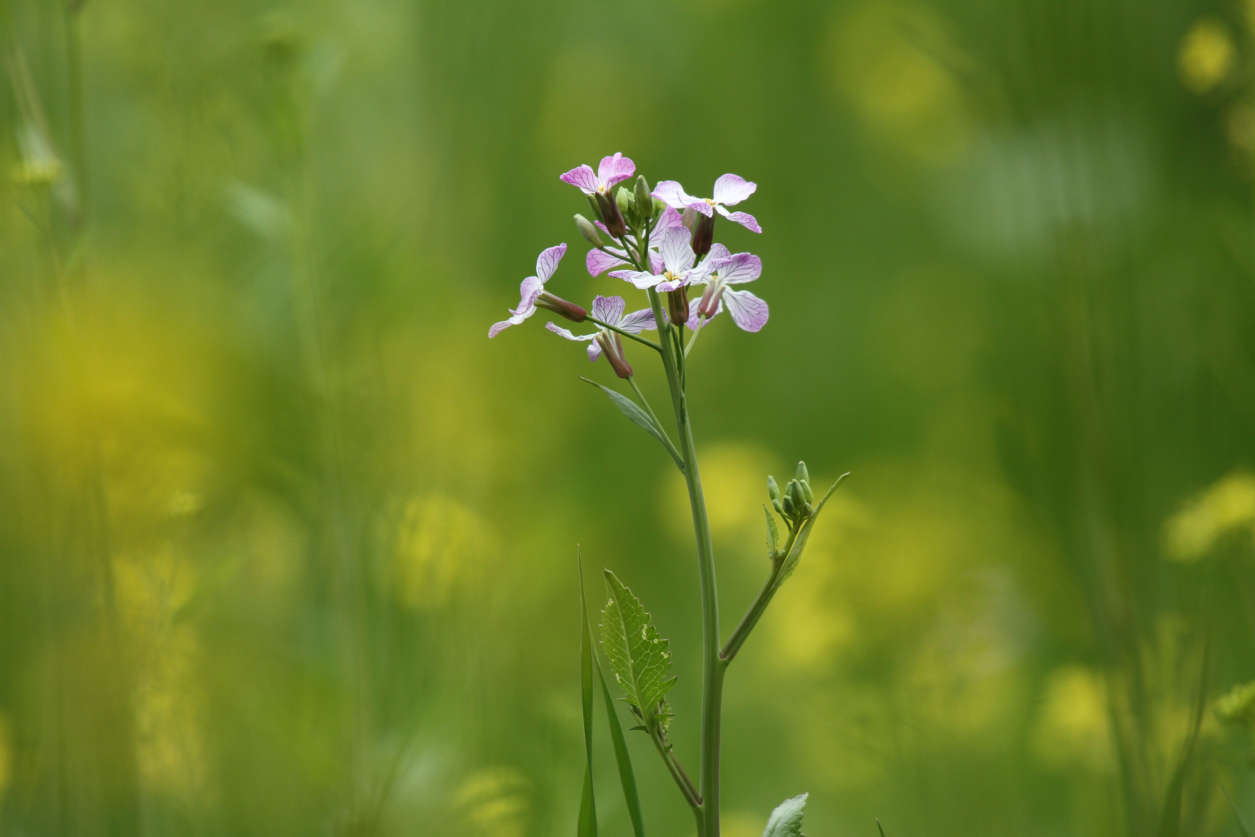 <b>EOS 7D / APO 50-500mm F4.5-6.3 DG OS HSM / 5,184×3,456 / 1/500秒 / F7 / -0.3EV / ISO400 / 絞り優先AE / WB:太陽光 / 500mm</b>