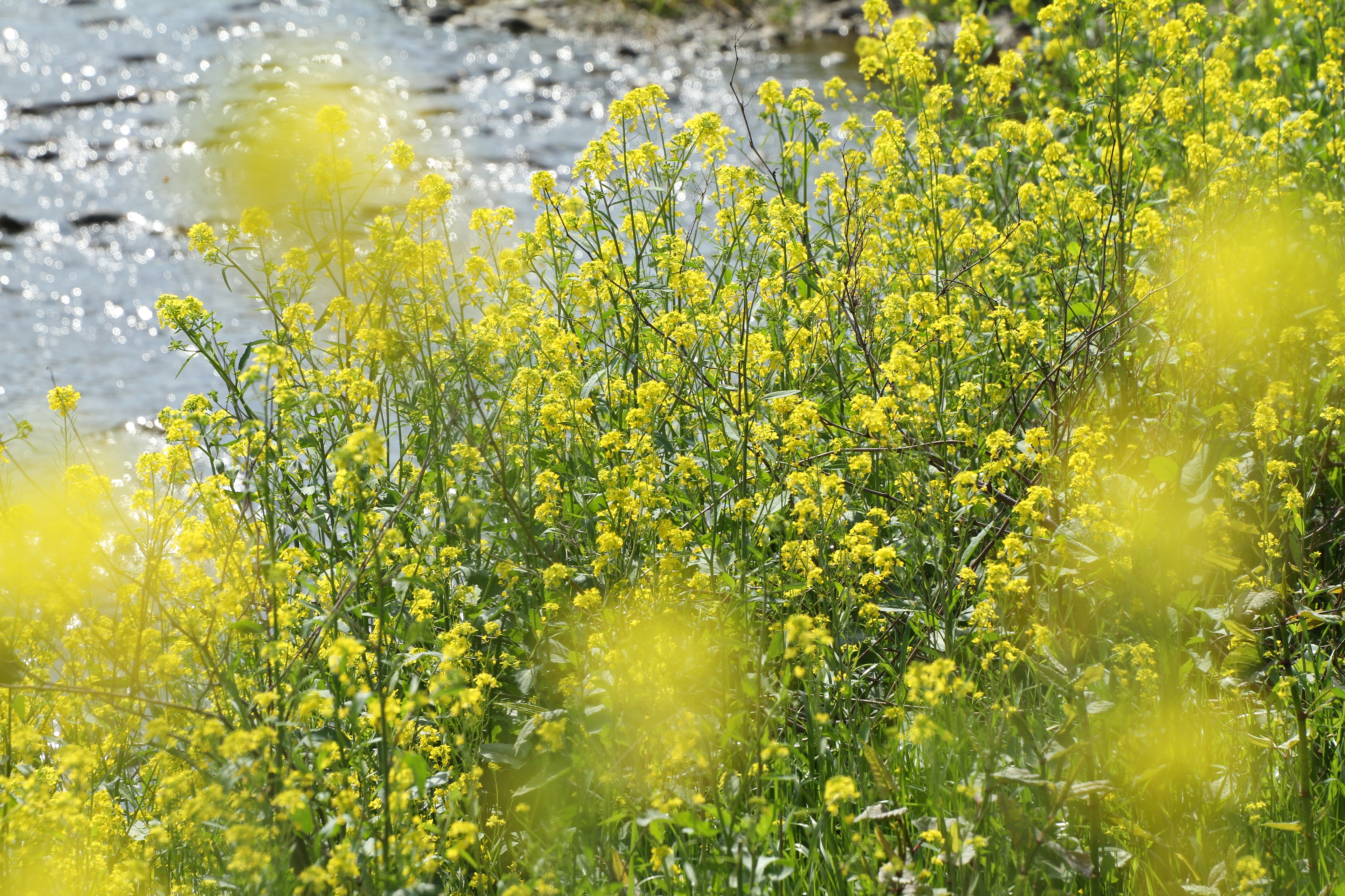 <b>EOS 7D / APO 50-500mm F4.5-6.3 DG OS HSM / 5,184×3,456 / 1/800秒 / F8 / 0EV / ISO400 / 絞り優先AE / WB:太陽光 / 203mm</b>