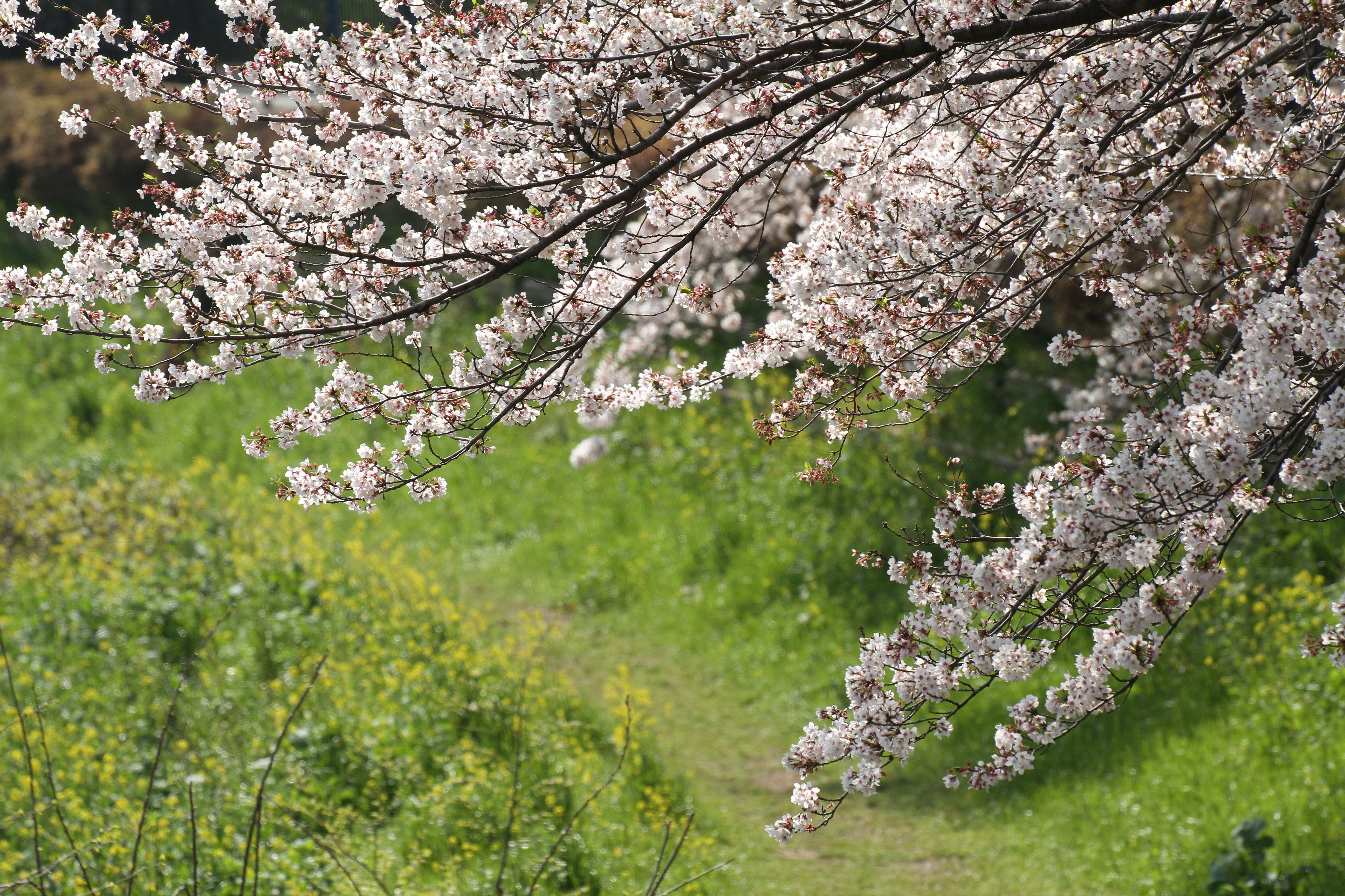<b>EOS 7D / APO 50-500mm F4.5-6.3 DG OS HSM / 5,184×3,456 / 1/800秒 / F8 / 0EV / ISO400 / 絞り優先AE / WB:太陽光 / 244mm</b>