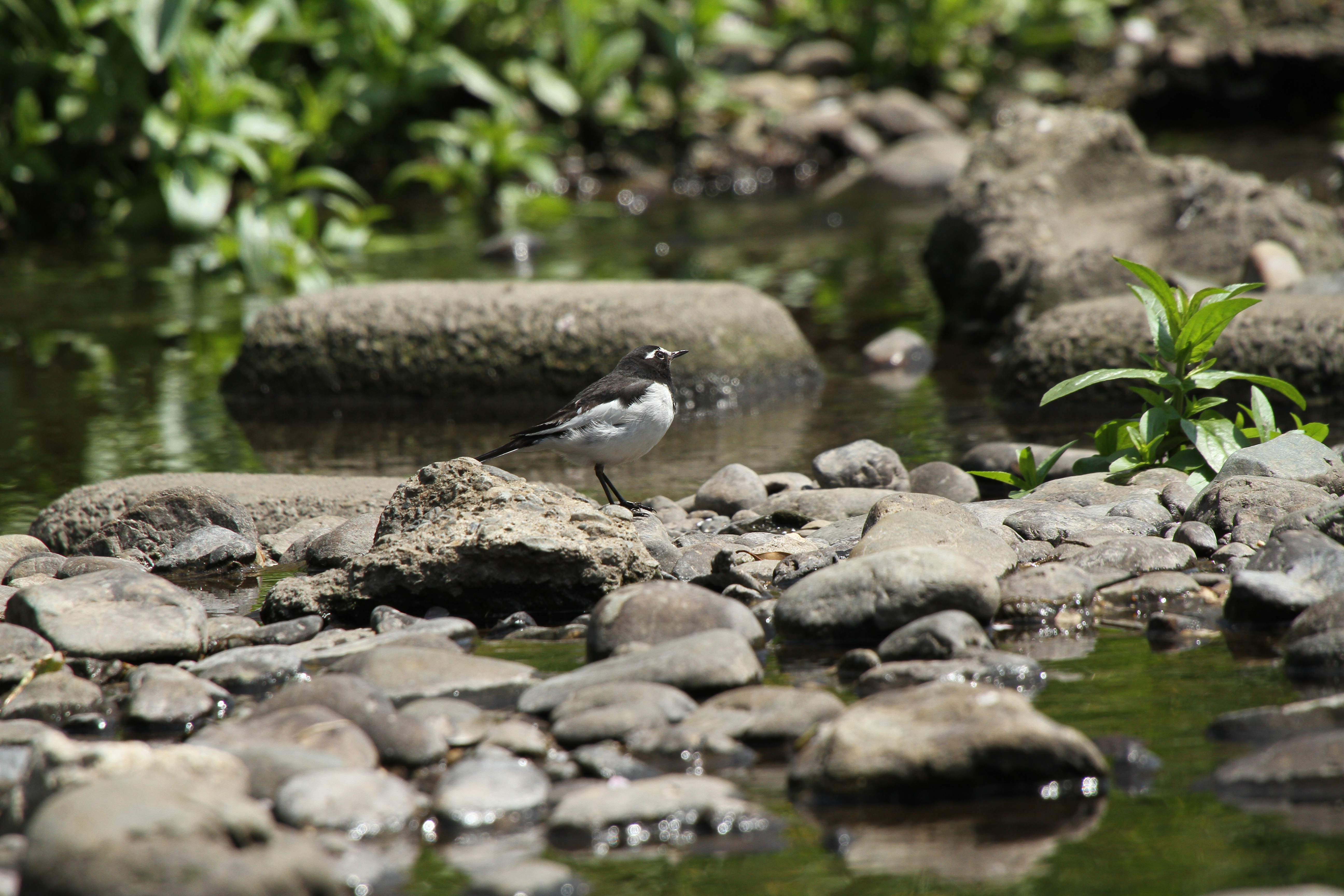 <b>EOS 7D / APO 50-500mm F4.5-6.3 DG OS HSM / 5,184×3,456 / 1/800秒 / F8 / -0.3EV / ISO320 / 絞り優先AE / WB:太陽光 / 500mm</b>