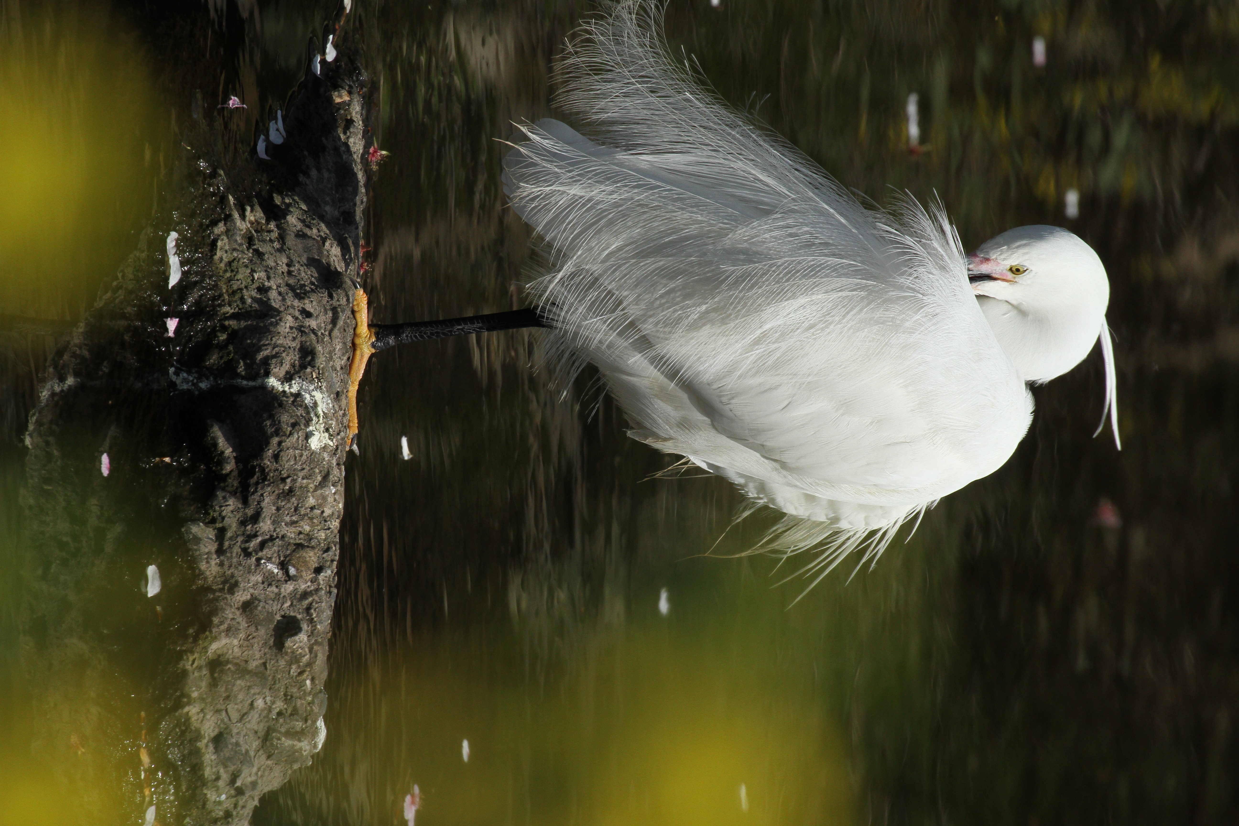 <b>EOS 7D / APO 50-500mm F4.5-6.3 DG OS HSM / 3,456×5,184 / 1/1,250秒 / F11 / -1.3EV / ISO400 / 絞り優先AE / WB:太陽光 / 332mm</b>