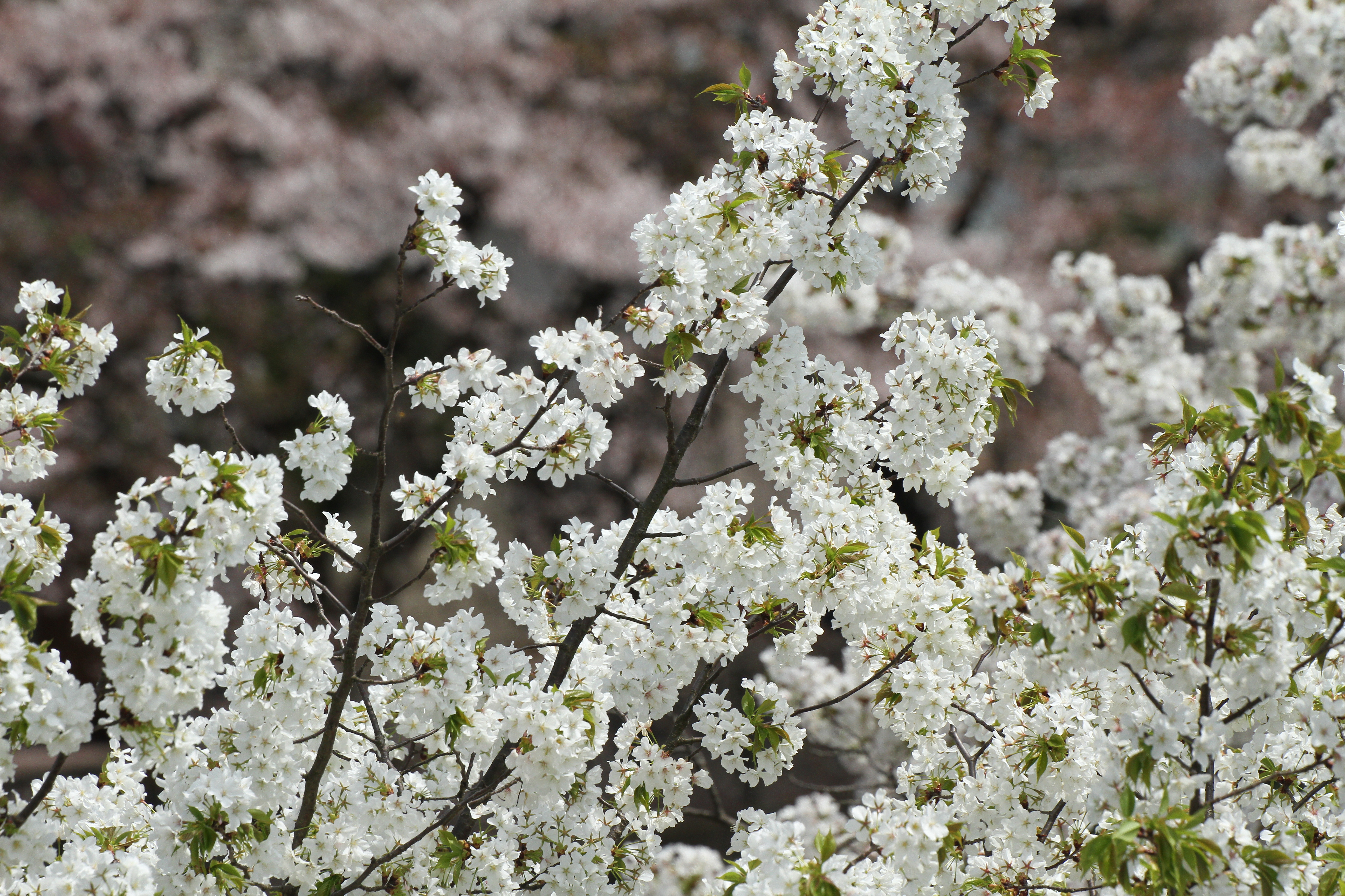 <b>EOS 7D / APO 50-500mm F4.5-6.3 DG OS HSM / 5,184×3,456 / 1/1,600秒 / F8 / 0EV / ISO400 / 絞り優先AE / WB:太陽光 / 244mm</b>