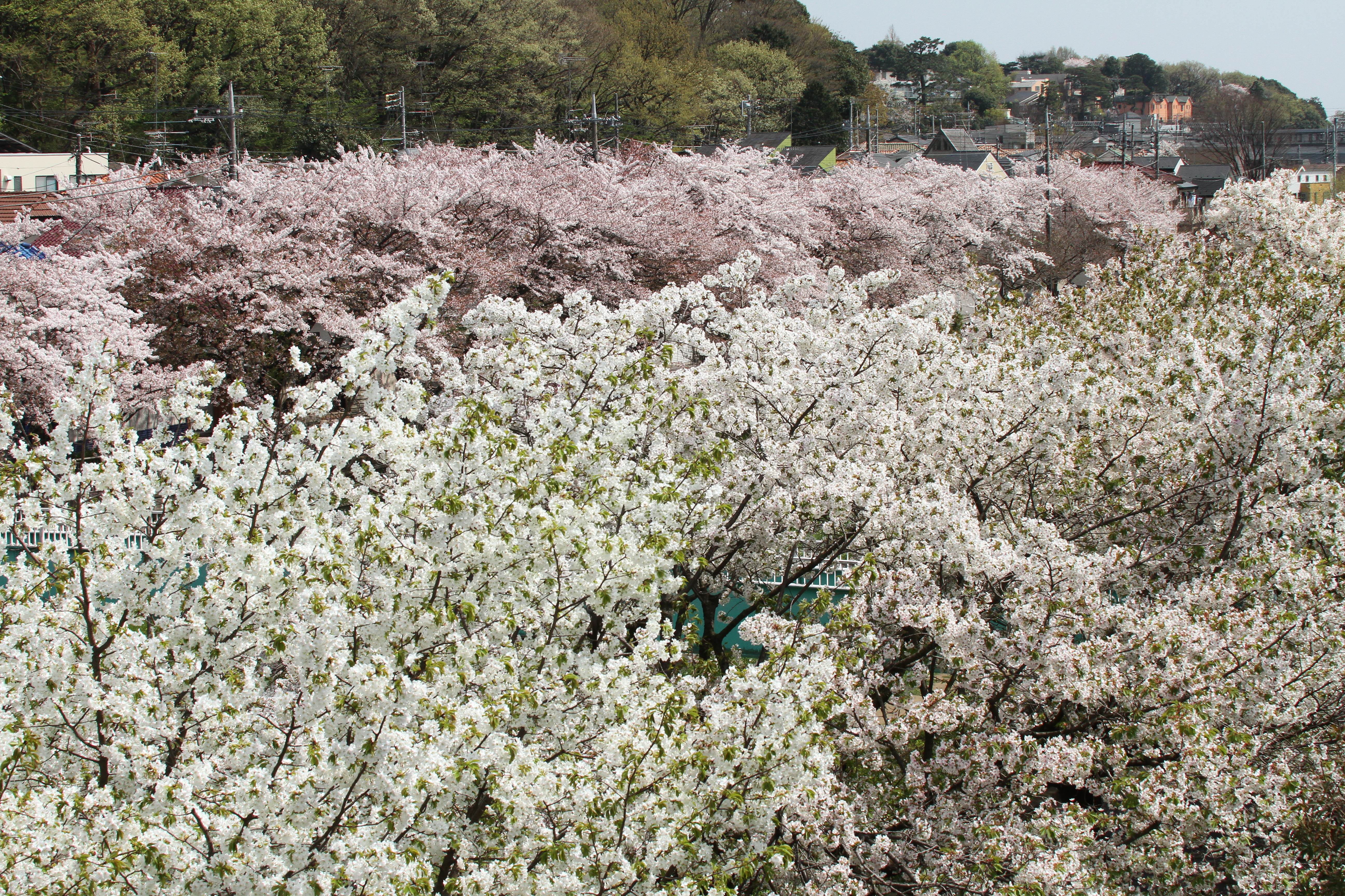 <b>EOS 7D / APO 50-500mm F4.5-6.3 DG OS HSM / 5,184×3,456 / 1/640秒 / F11 / +0.3EV / ISO400 / 絞り優先AE / WB:太陽光 / 50mm</b>