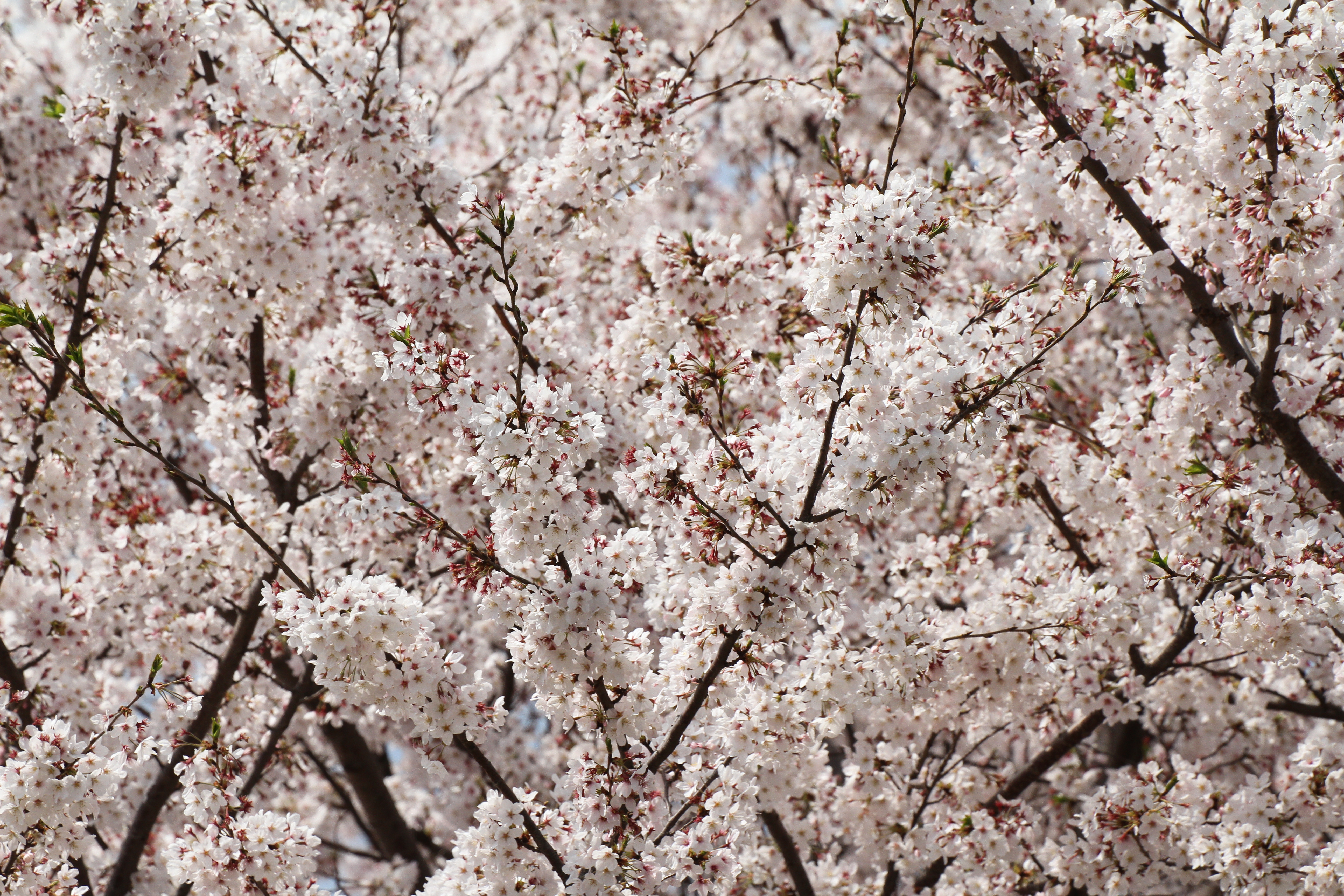 <b>EOS 7D / APO 50-500mm F4.5-6.3 DG OS HSM / 5,184×3,456 / 1/1600秒 / F8 / 0EV / ISO400 / 絞り優先AE / WB:太陽光 / 203mm</b>