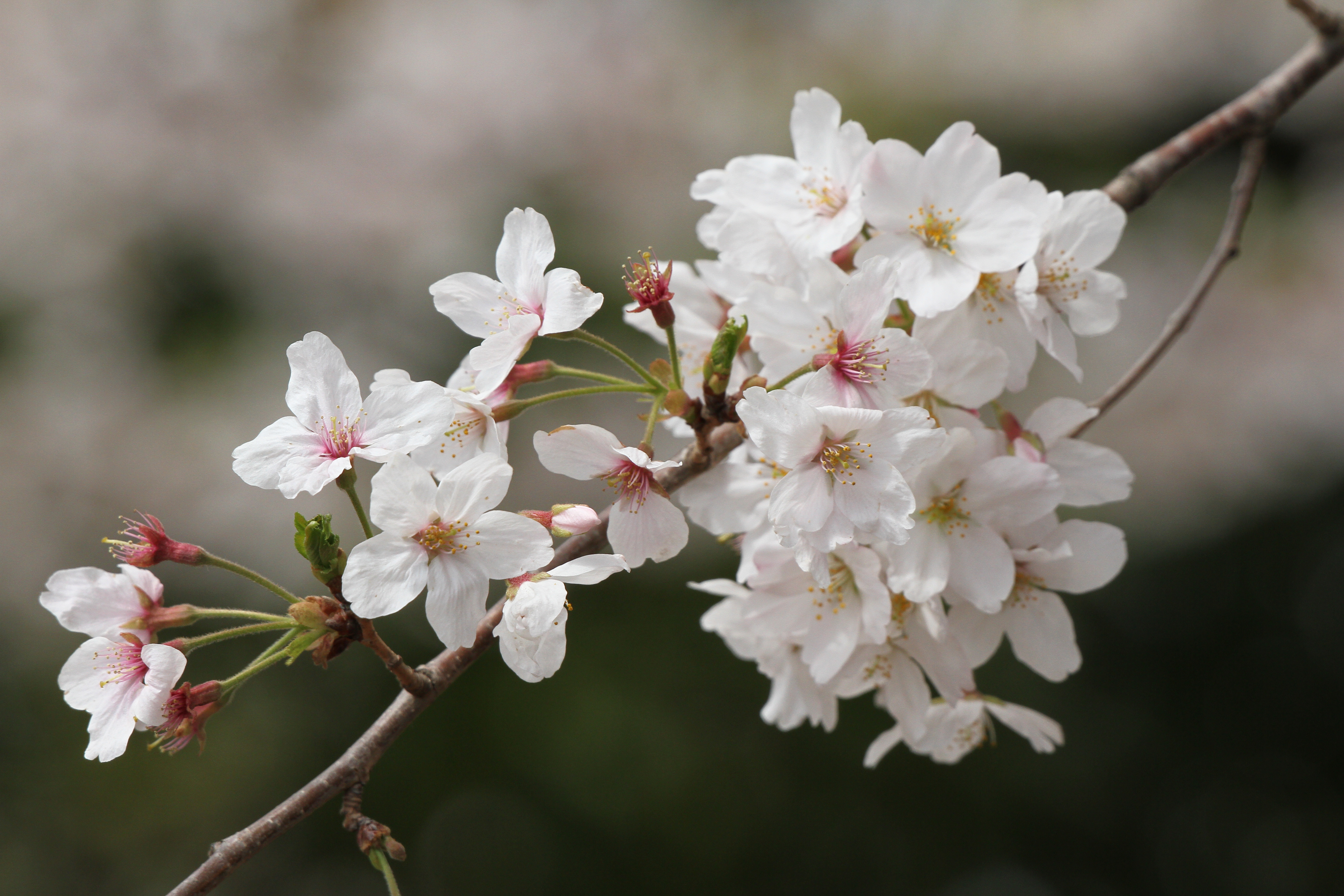 <b>EOS 7D / APO 50-500mm F4.5-6.3 DG OS HSM / 5,184×3,456 / 1/800秒 / F8 / 0EV / ISO400 / 絞り優先AE / WB:太陽光 / 244mm</b>