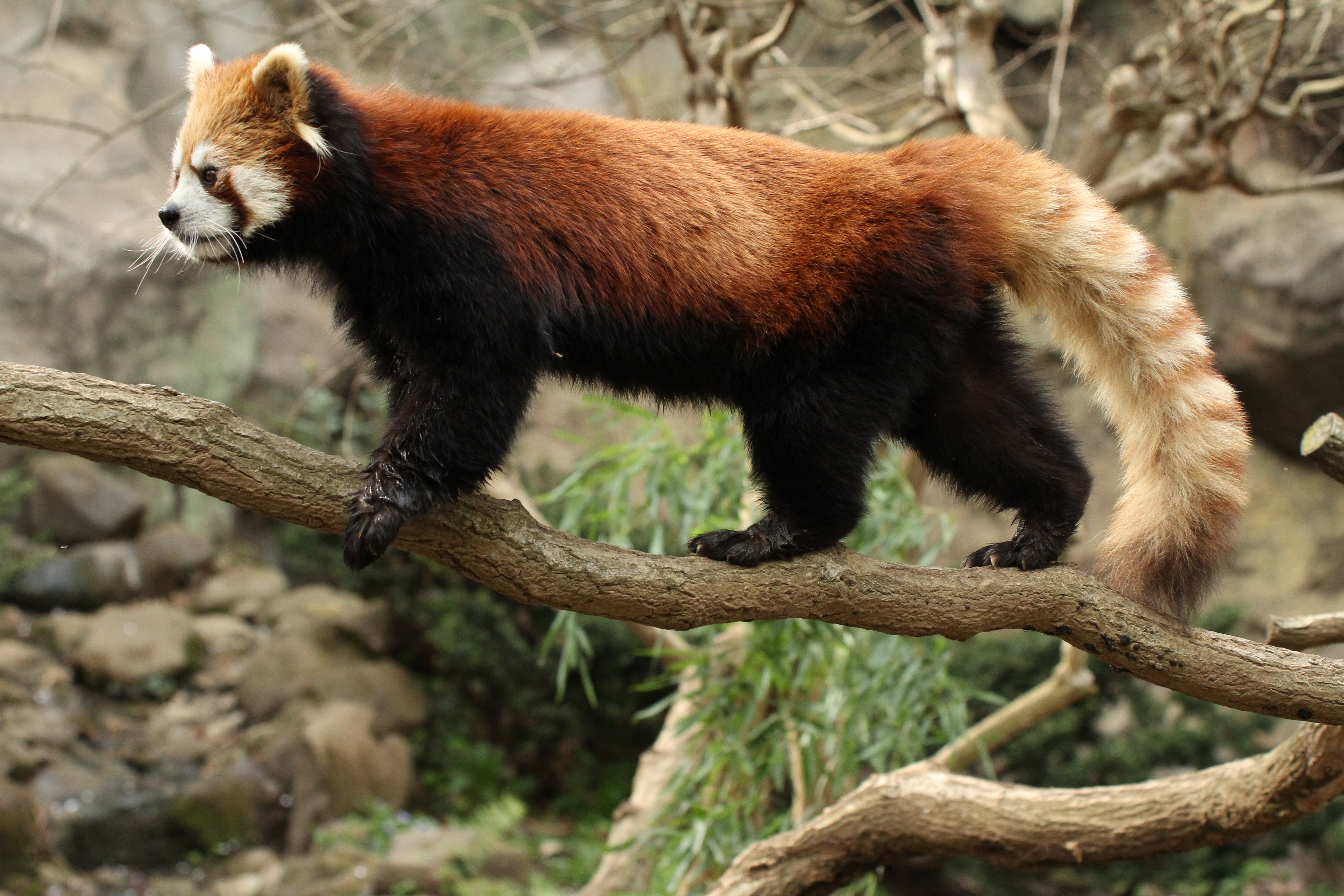 <b>EOS 7D / APO 50-500mm F4.5-6.3 DG OS HSM / 5,184×3,456 / 1/500秒 / F7 / 0EV / ISO1600 / マニュアル / WB:太陽光 / 113mm</b>