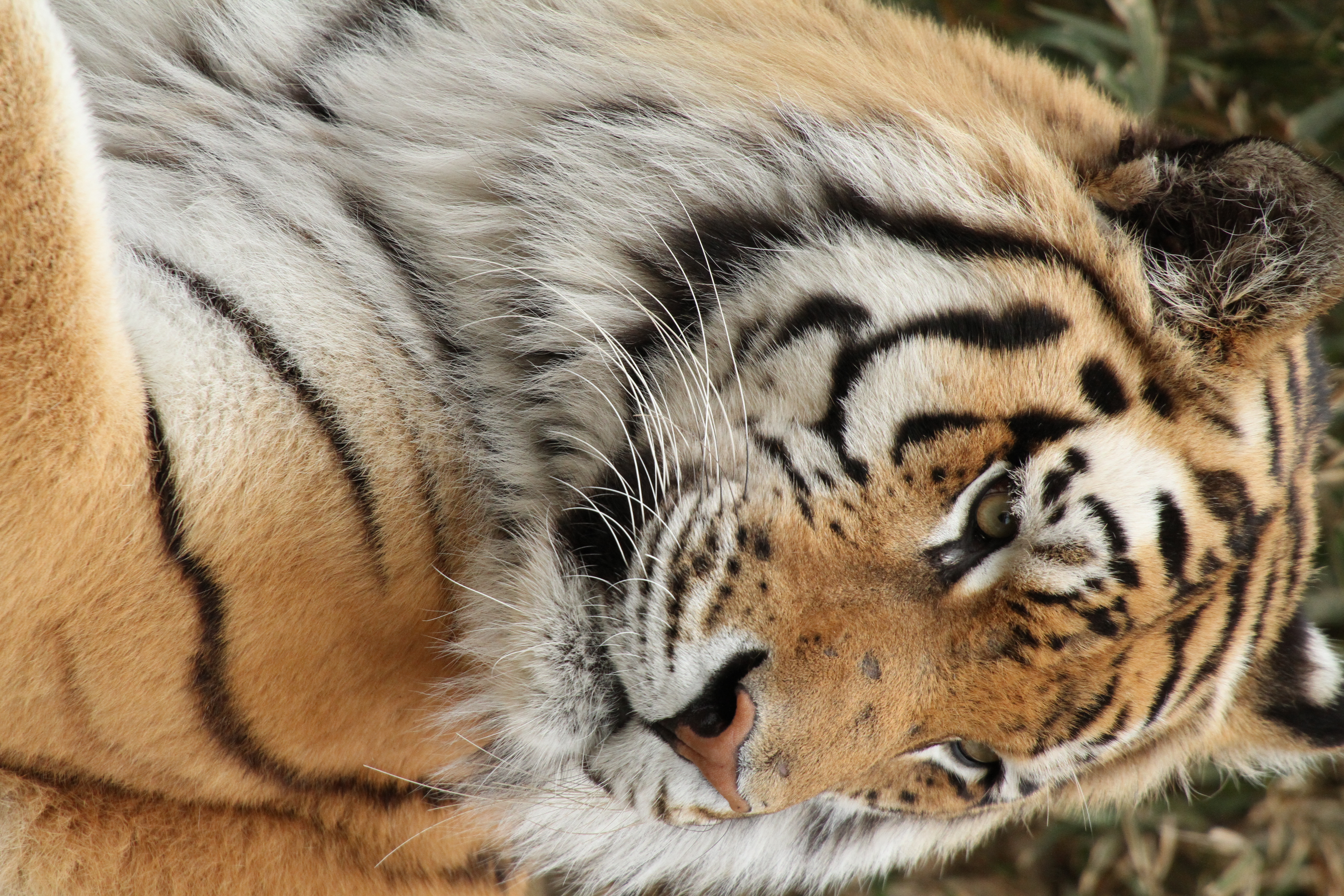 <b>EOS 7D / APO 50-500mm F4.5-6.3 DG OS HSM / 3,456×5,184 / 1/500秒 / F7 / +0.3EV / ISO1600 / 絞り優先AE / WB:太陽光 / 500mm</b>