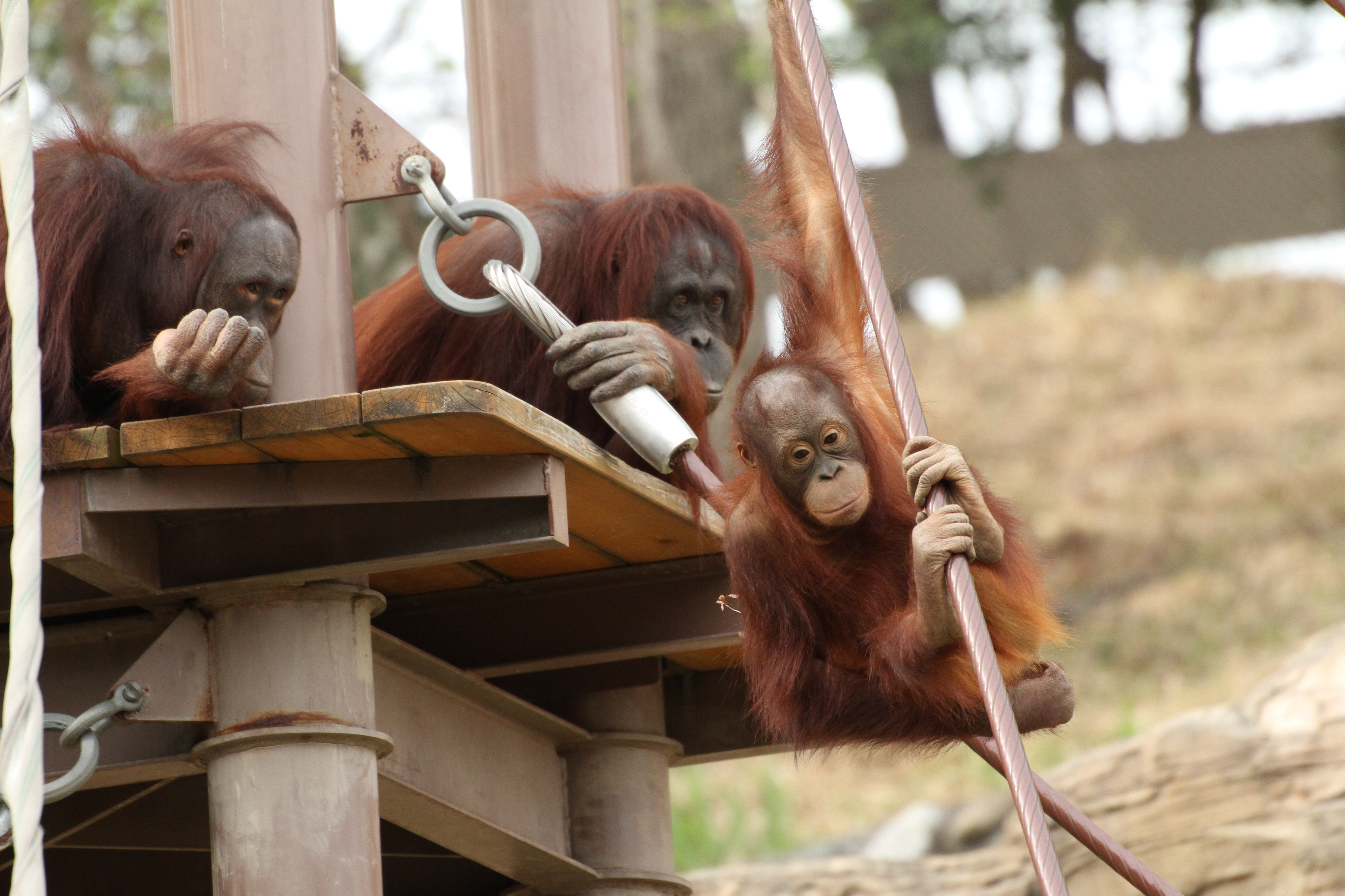 <b>EOS 7D / APO 50-500mm F4.5-6.3 DG OS HSM / 5,184×3,456 / 1/800秒 / F6.3 / 0EV / ISO1250 / 絞り優先AE / WB:太陽光 / 332mm</b>