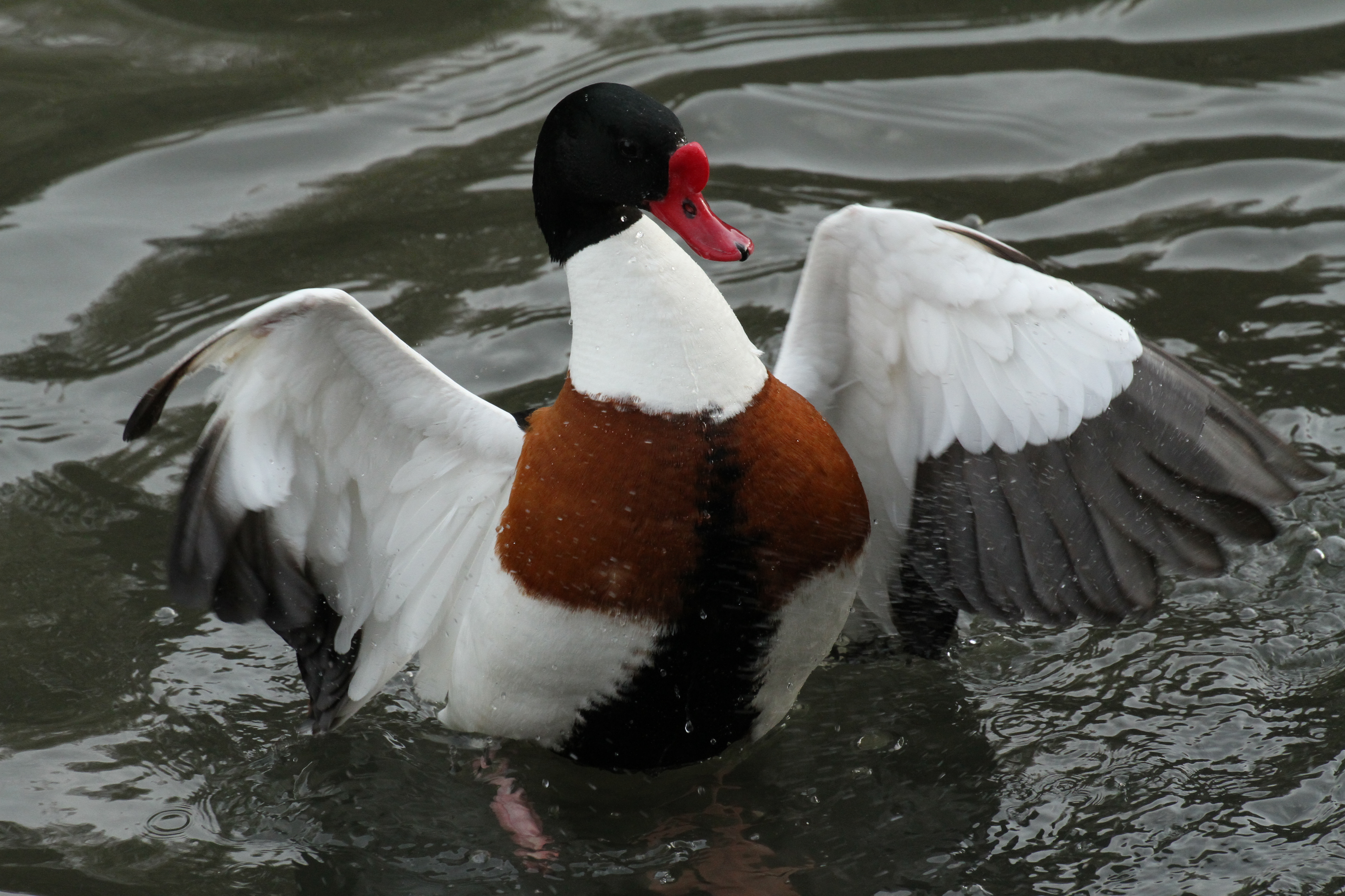 <b>EOS 7D / APO 50-500mm F4.5-6.3 DG OS HSM / 5,184×3,456 / 1/800秒 / F8 / -1EV / ISO1600 / 絞り優先AE / WB:太陽光 / 287mm</b>