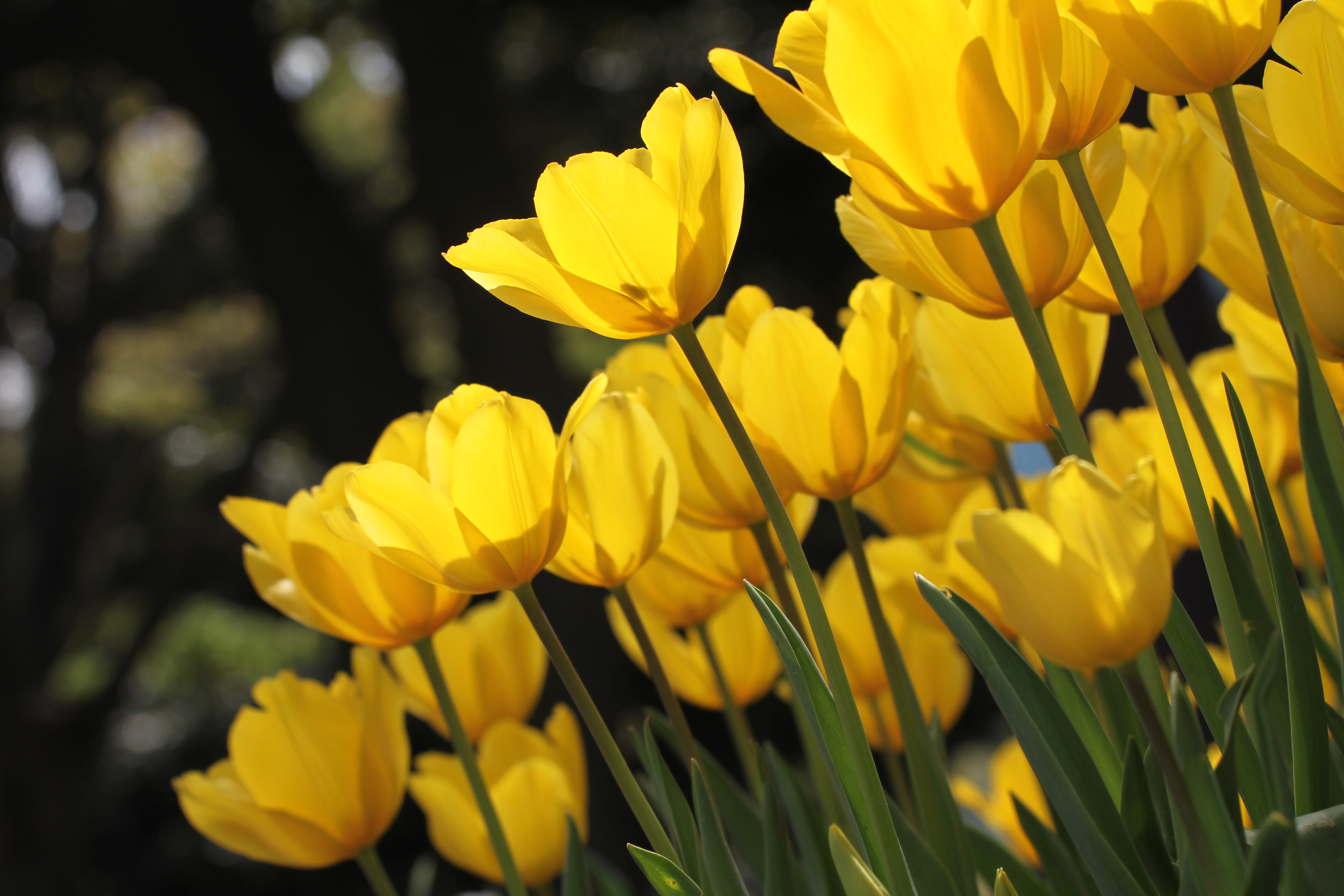 <b>EOS 7D / APO 50-500mm F4.5-6.3 DG OS HSM / 5,184×3,456 / 1/250秒 / F8 / 0EV / ISO100 / マニュアル / WB:オート / 113mm</b>