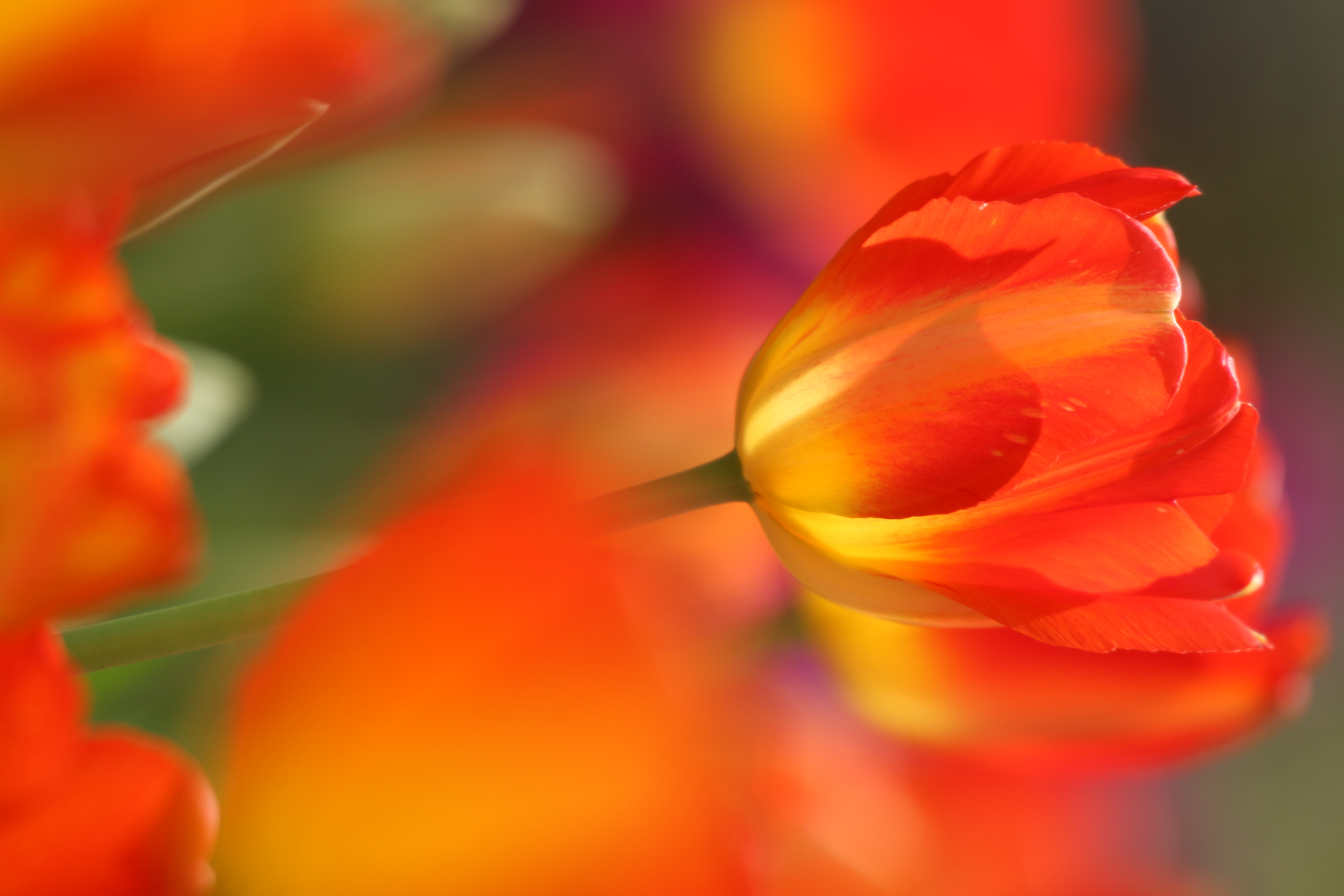 <b>EOS 7D / APO 50-500mm F4.5-6.3 DG OS HSM / 3,456×5,184 / 1/320秒 / F6.3 / 0EV / ISO200 / マニュアル / WB:オート / 500mm</b>