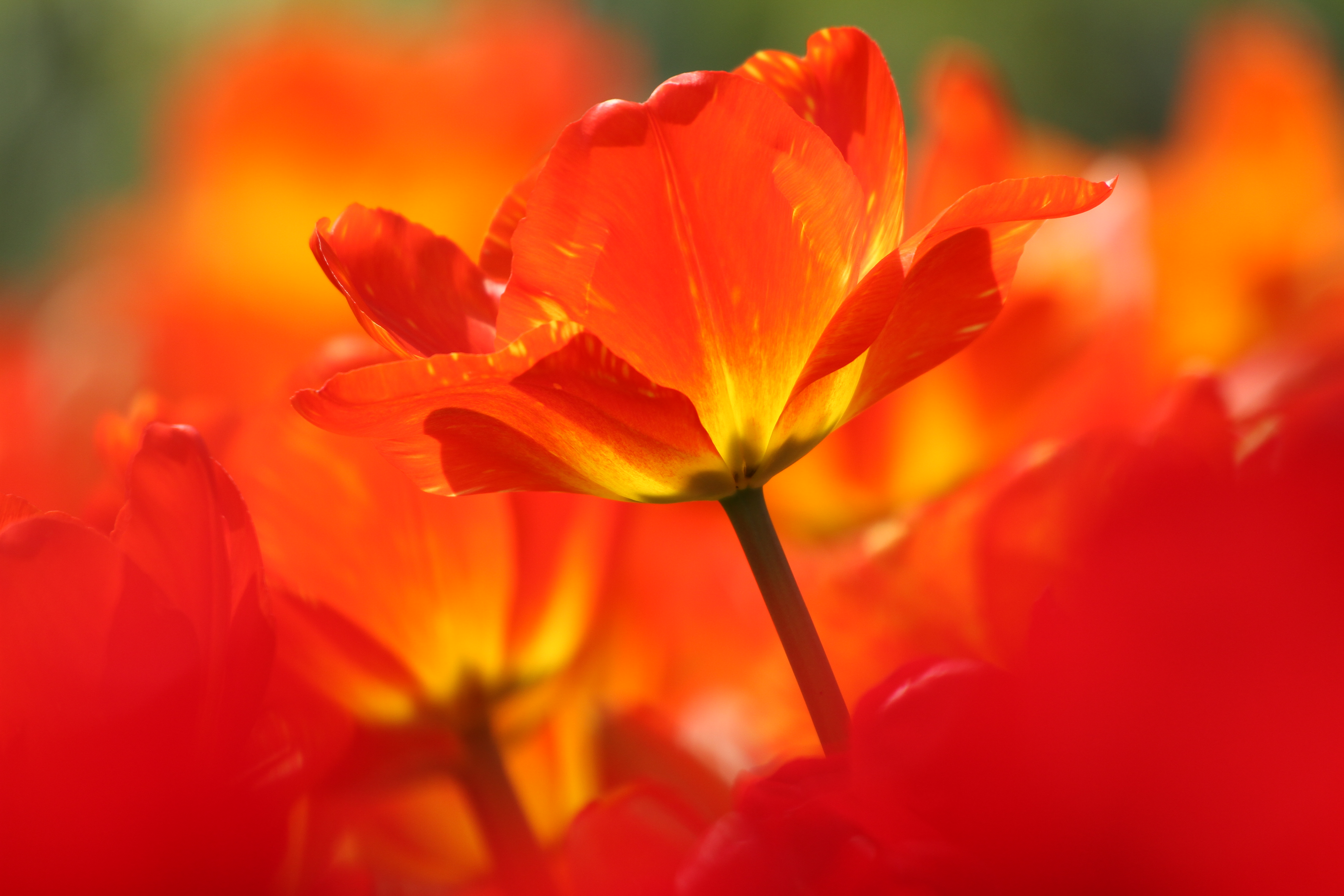 <b>EOS 7D / APO 50-500mm F4.5-6.3 DG OS HSM / 5,184×3,456 / 1/320秒 / F6.3 / 0EV / ISO200 / マニュアル / WB:オート / 500mm</b>